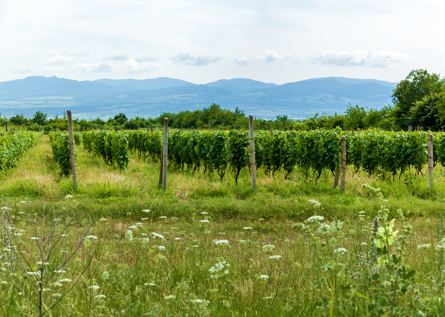 Vineyards of Georgia