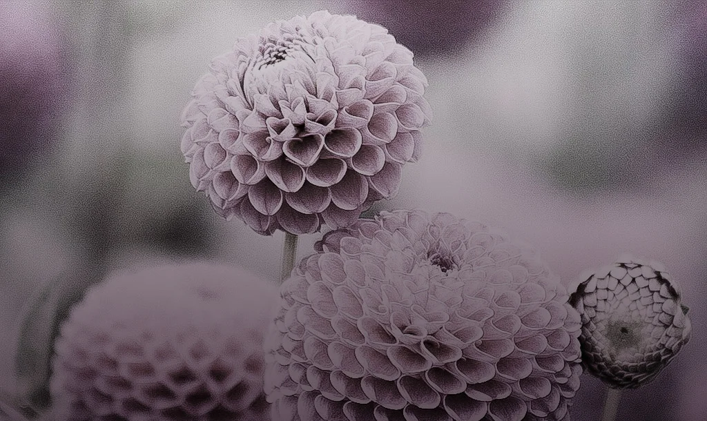 Flower-overlay.jpg