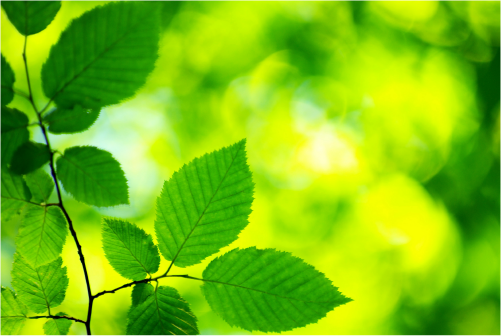 green-leaves.png