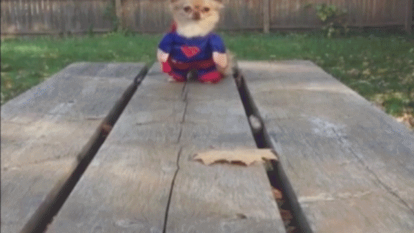 giphy-3.gif