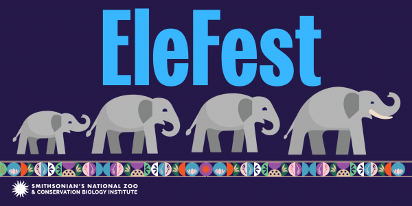 Elefest at the National Zoo with DC Public Library