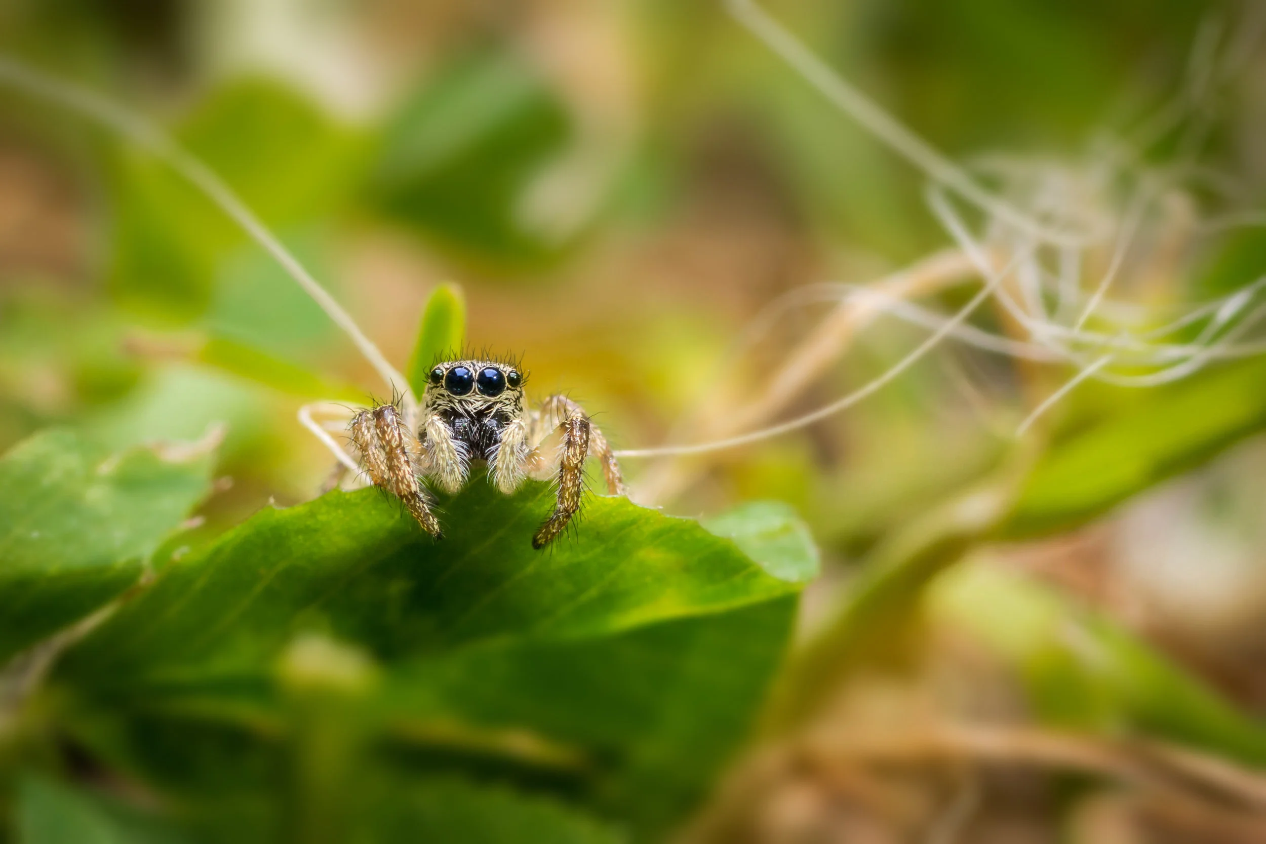 DSC_1993 - Edited.jpg