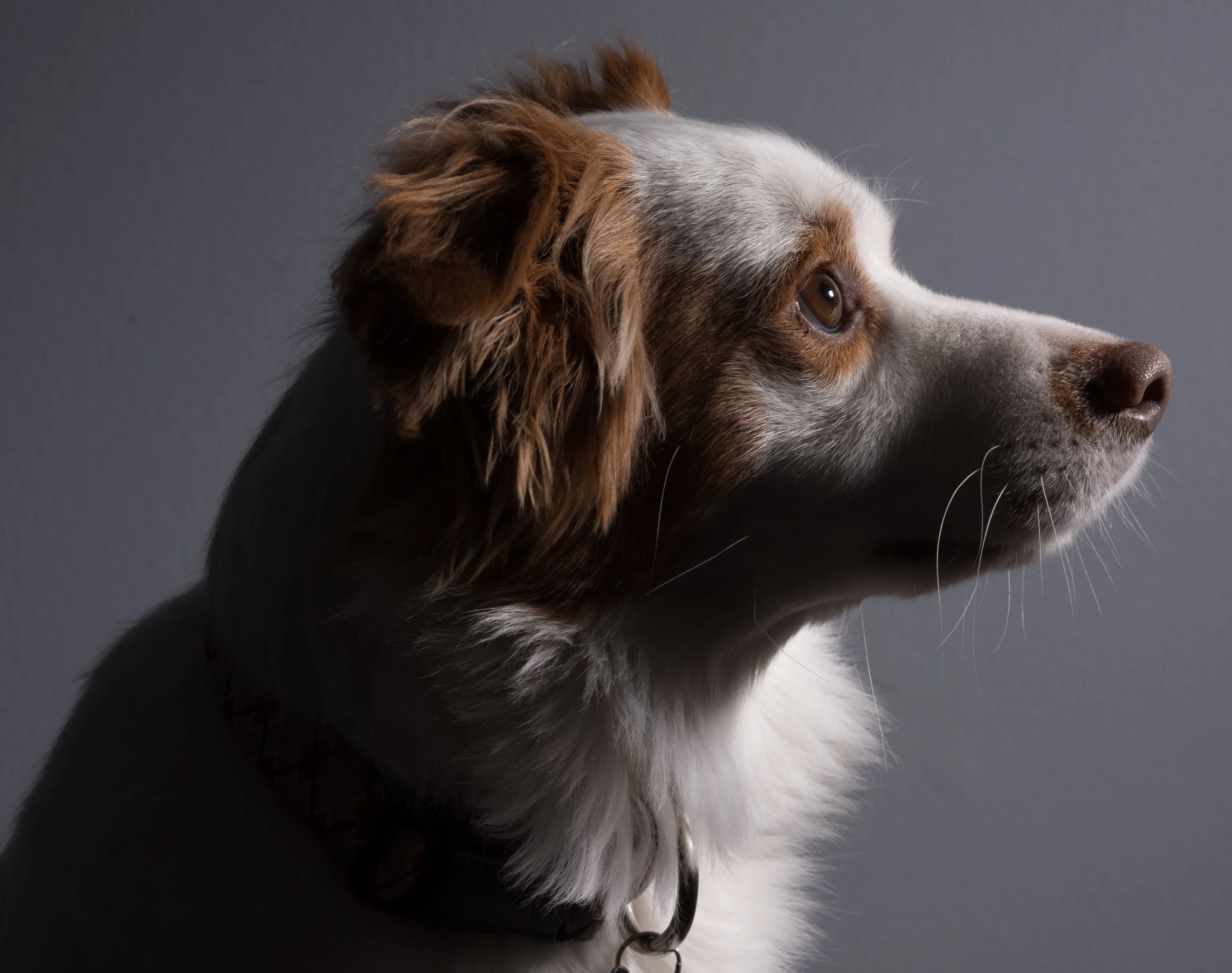 Reggie Portrait Lighting.jpg