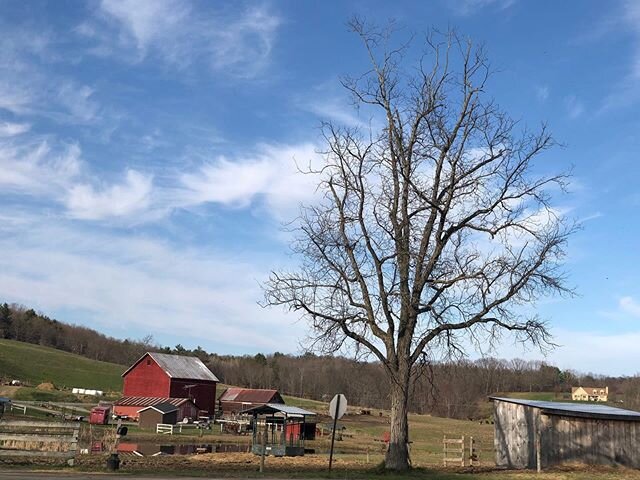 Celebrate Spring 🌱 🌳 🐎 🦌 ! Sunshine ☀️ &amp; clean air &amp; no 🚗&rsquo;s!