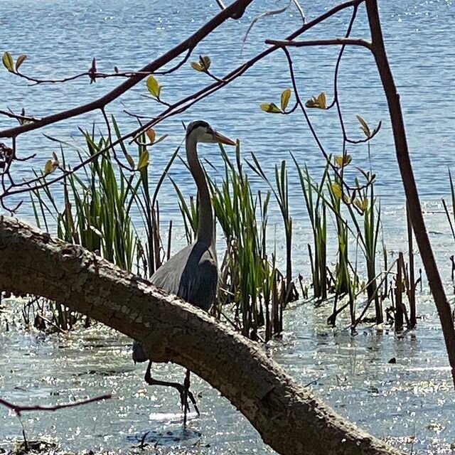 🌞 Beautiful day walking in #OldChatham at 
#OOmsconservation #clctrust.org
Good guidance for Social Distance!
The Heron is watchful too!