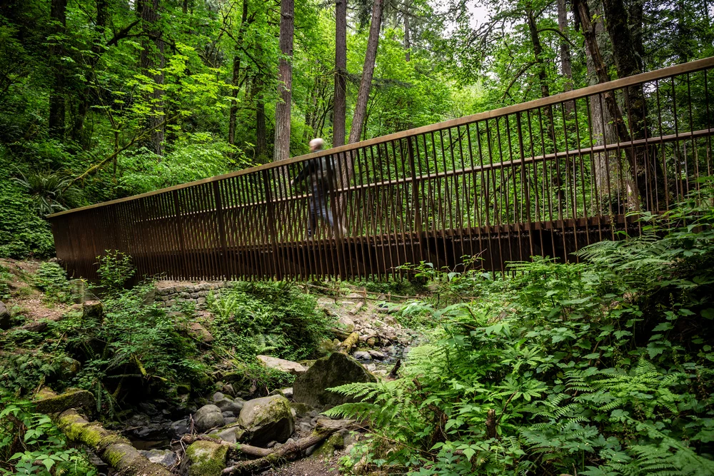 Are Dogs Allowed In Forest Park Portland