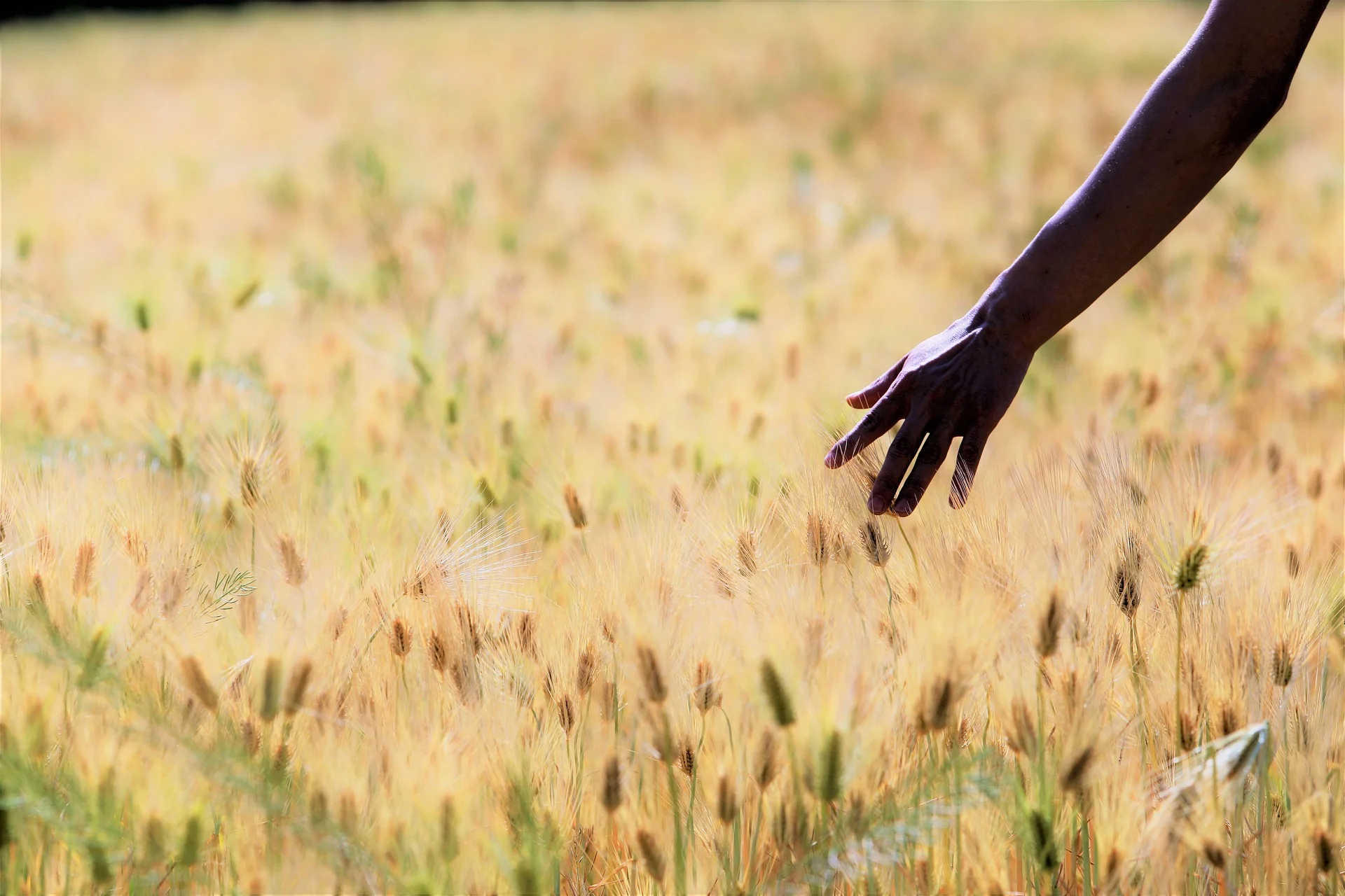barley-field-2337006_1920.jpg