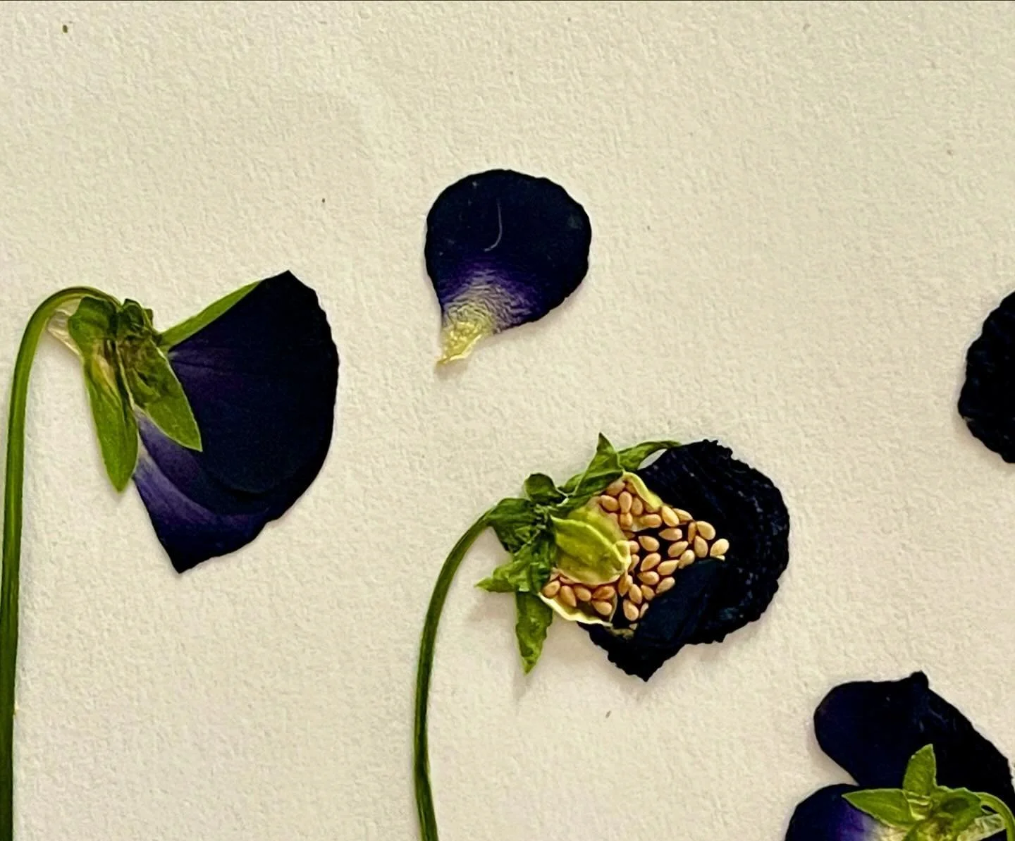 When I open a flower press and find sweet little surprises. 🖤 🫠

#barnmarch&eacute; #flowerpress #pressingflowers #blackviolas #edibleflowers #farawayflowerfarm #seedsaving #flowerart #rainyday #magicofflowers 
#flowerpressing #preservingflowers