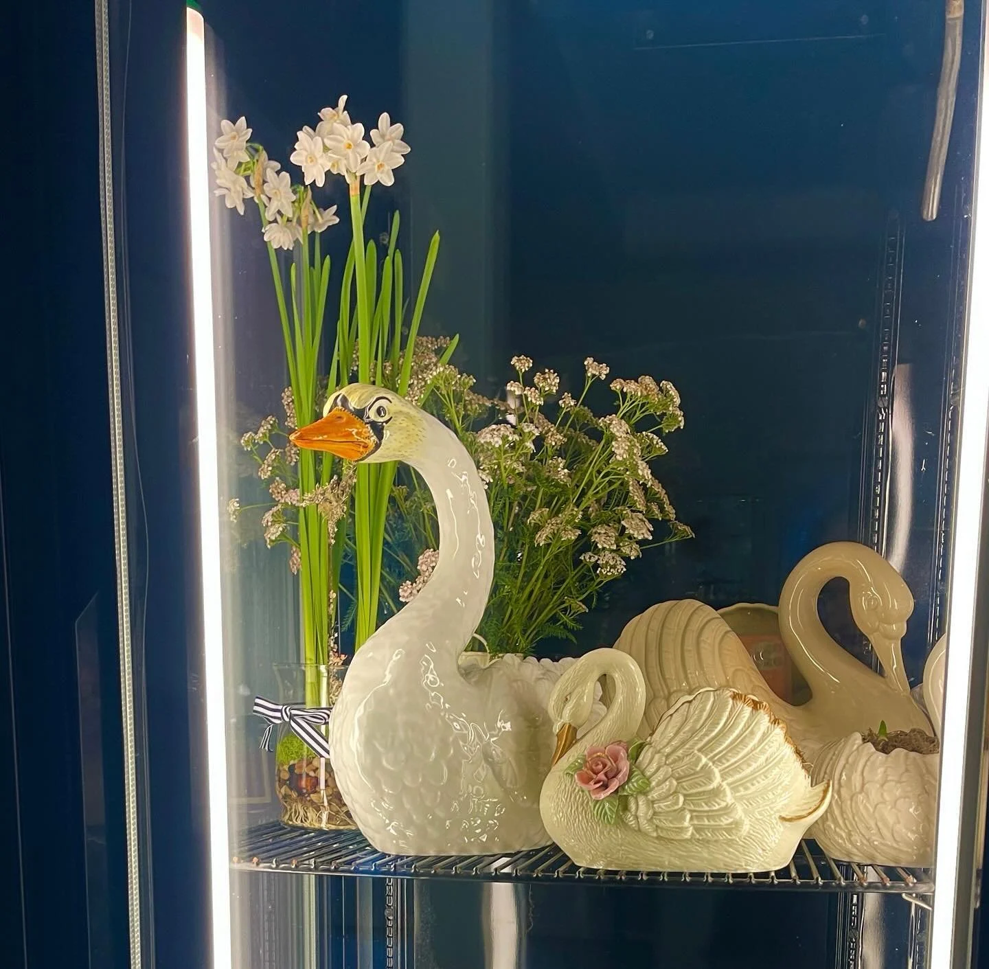 The annual planting of the swans is complete. I plant them with paperwhites each year, and then they usually sit in the greenhouse for a bit before I take them to the dining room of the main house. 
This time they&rsquo;re chillin&rsquo; in the coole