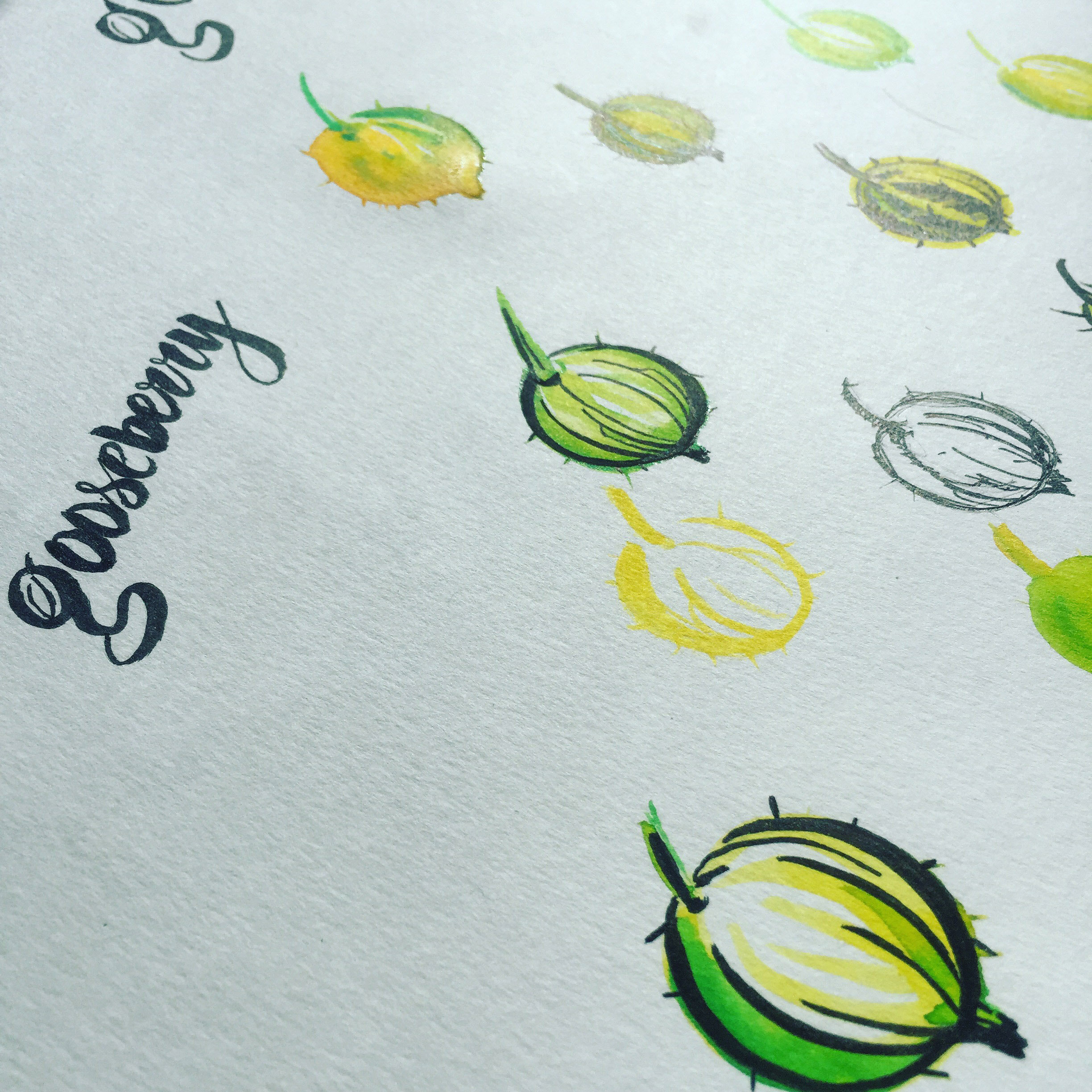 Gooseberry logo wip.jpg