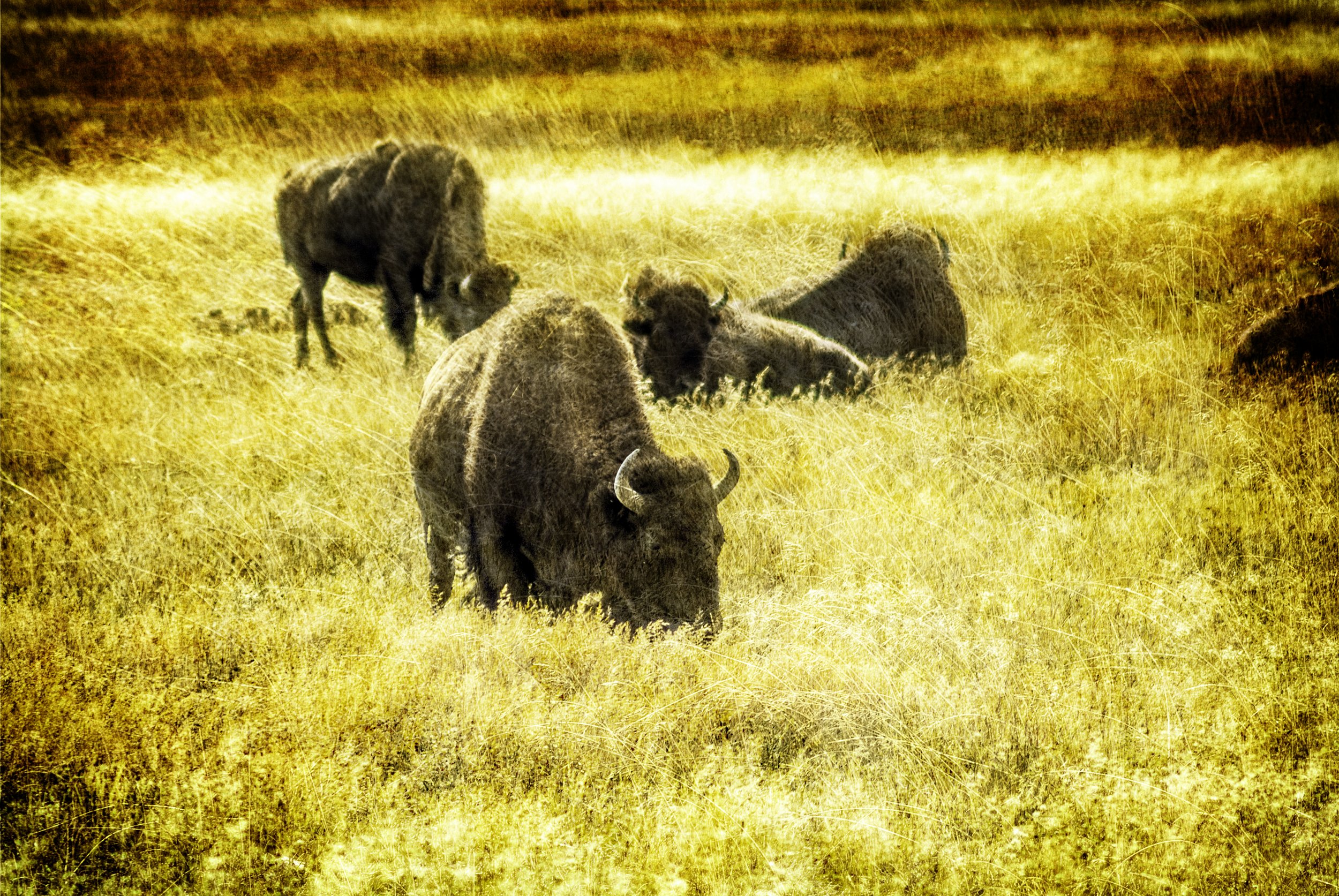 BisonMix.jpg