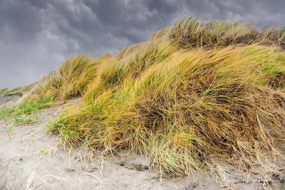 DuneGrass_sm.jpg
