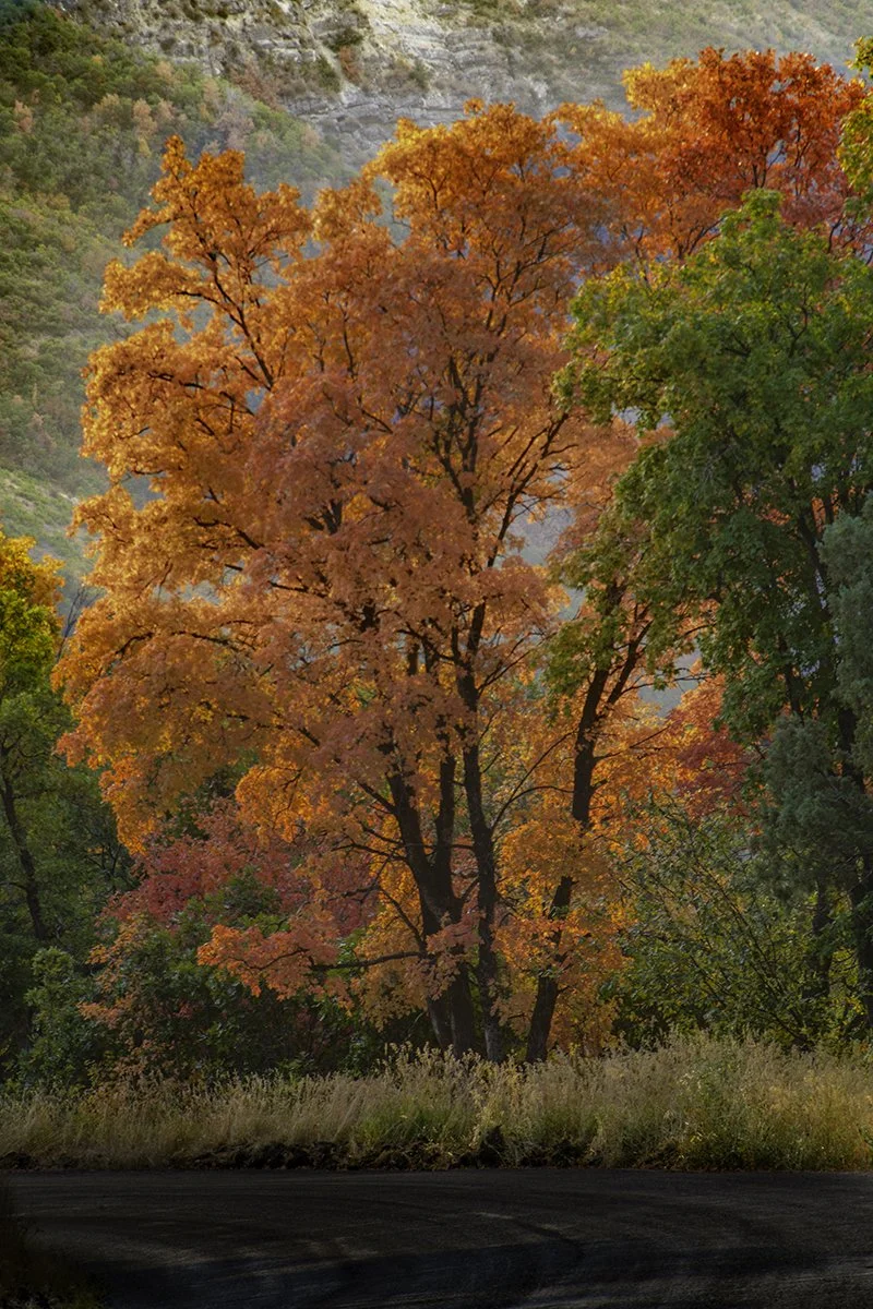 tree_001_sm.jpg