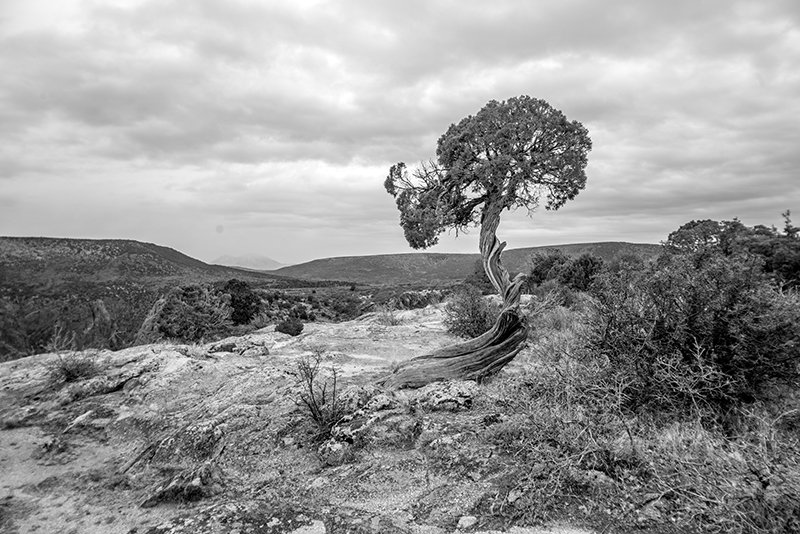 JoshuaTree2_sm.jpg