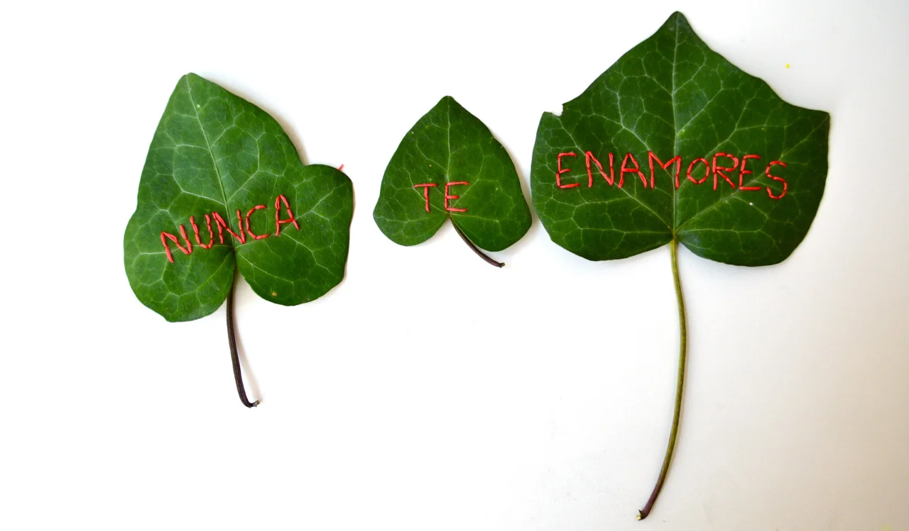  Nunca te enamores/ de un cobarde, 2012    Never fall in love/ with a coward, 2012   Embroidery on &nbsp;ivy leaves 