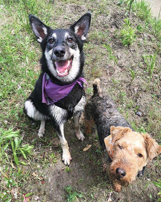 Harry + Taffy
.
.
.
#sheepsky #welshterrier #doglove #kisskiss #puppysmilesarethebest