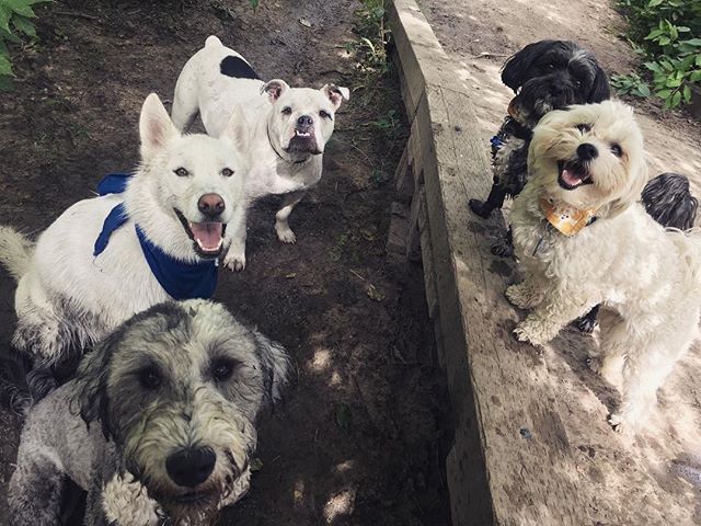 🐶🐶🐶🐶🐶😍 #somanycuties #puppysmilesarethebest #puppylove&hearts;️🐾💖💫