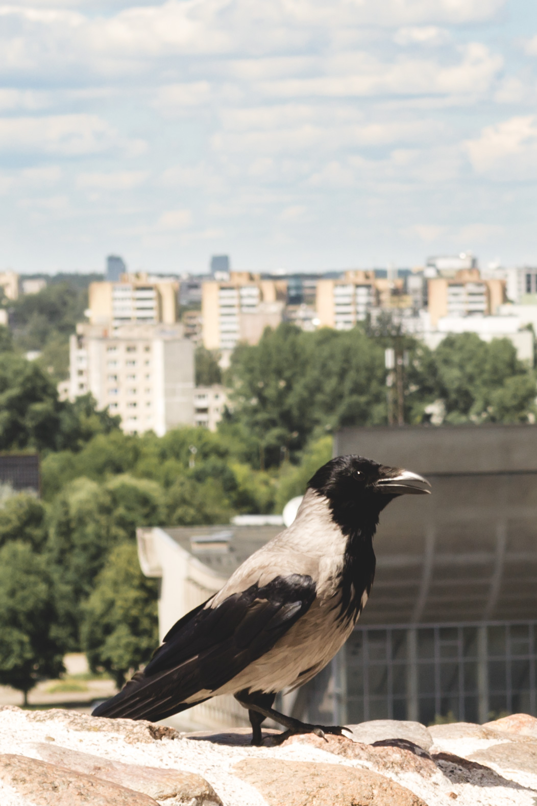 DSC_0402.jpg