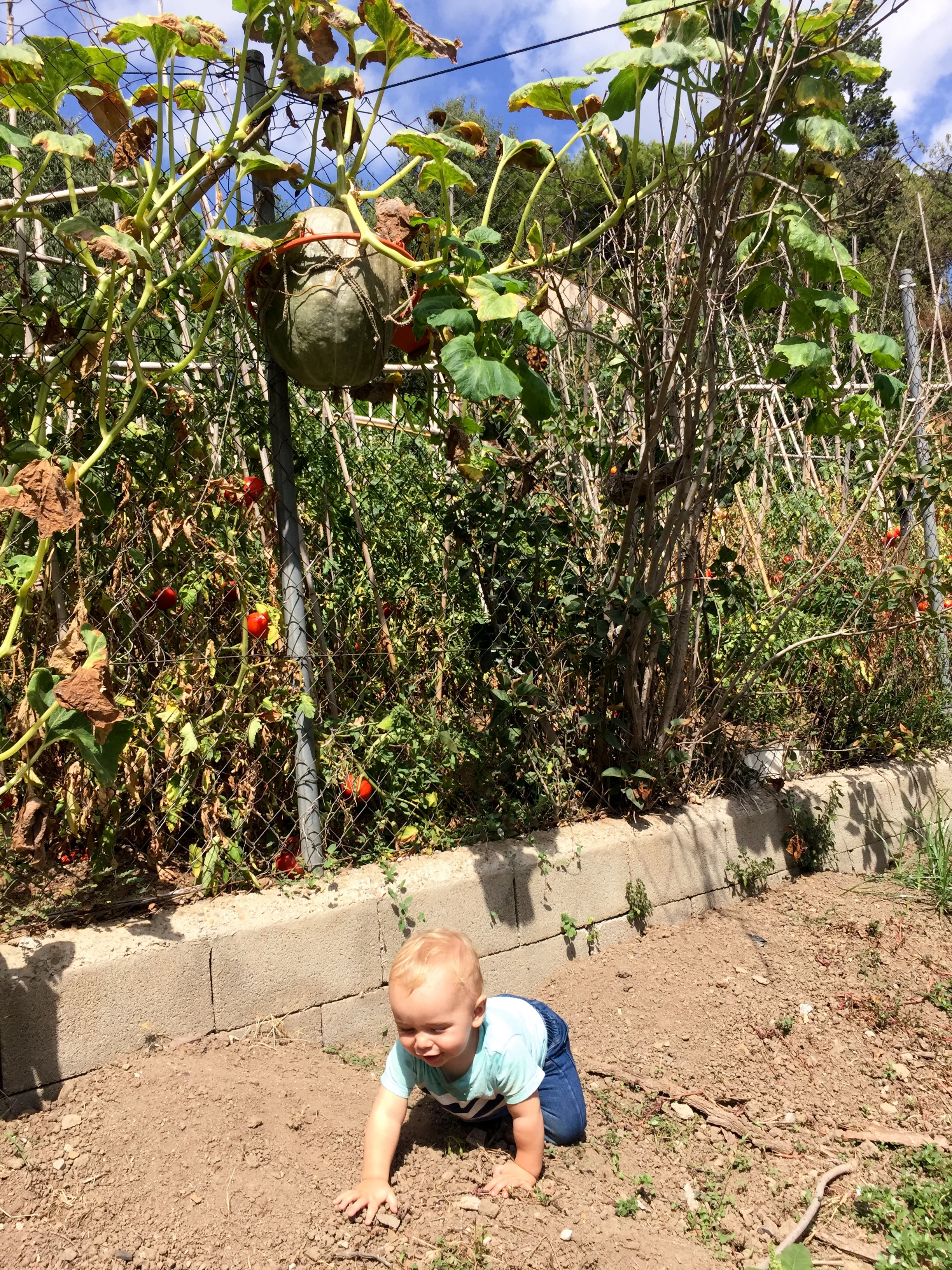 Life moves forward: Asher takes a stroll through our church's vegetable garden. And, yes, that's a watermelon growing in a basketball hoop.