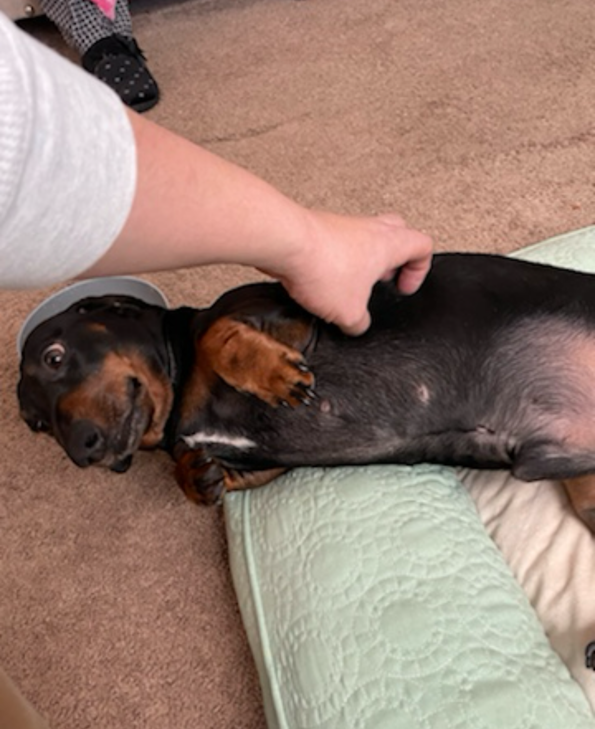Chief of Belly rubs in Quincy Center