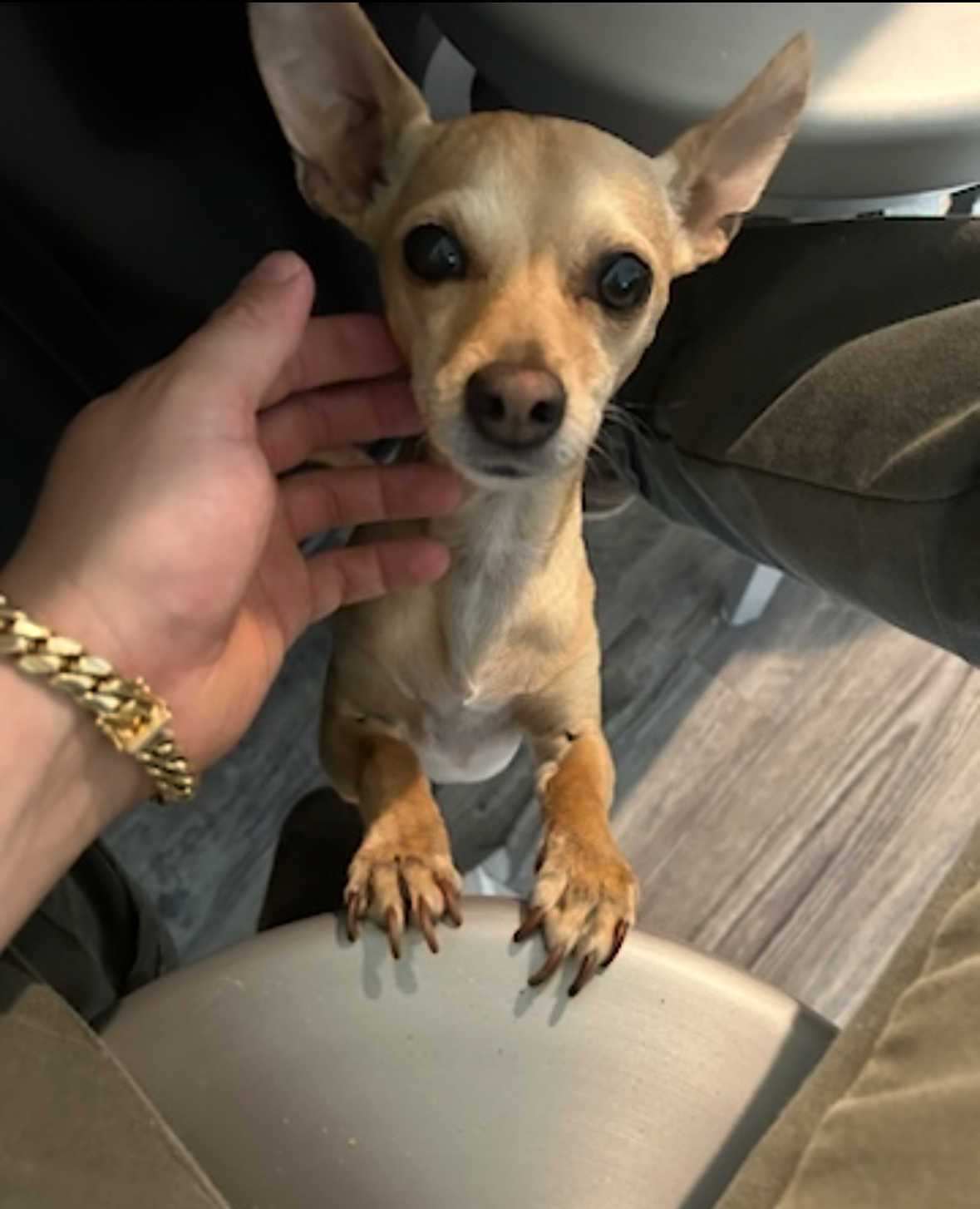 Dobby in South Shore