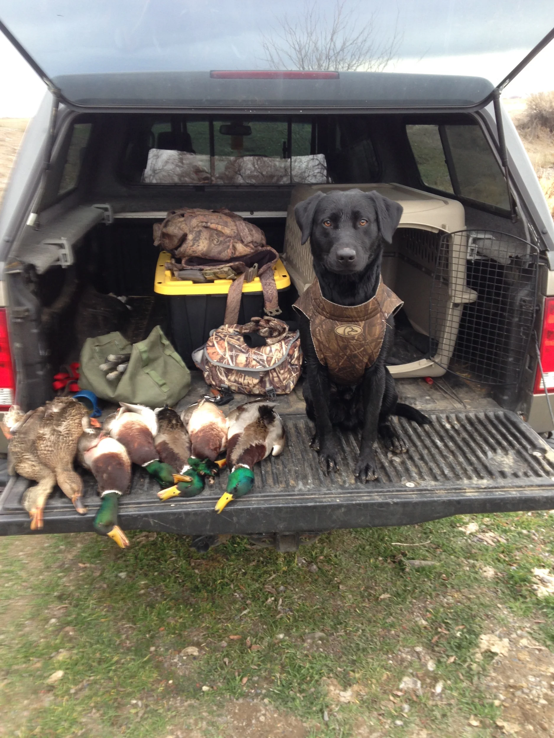 Tanker with his first limit of mallards Christmas Eve 2014, Snake River, Idaho
