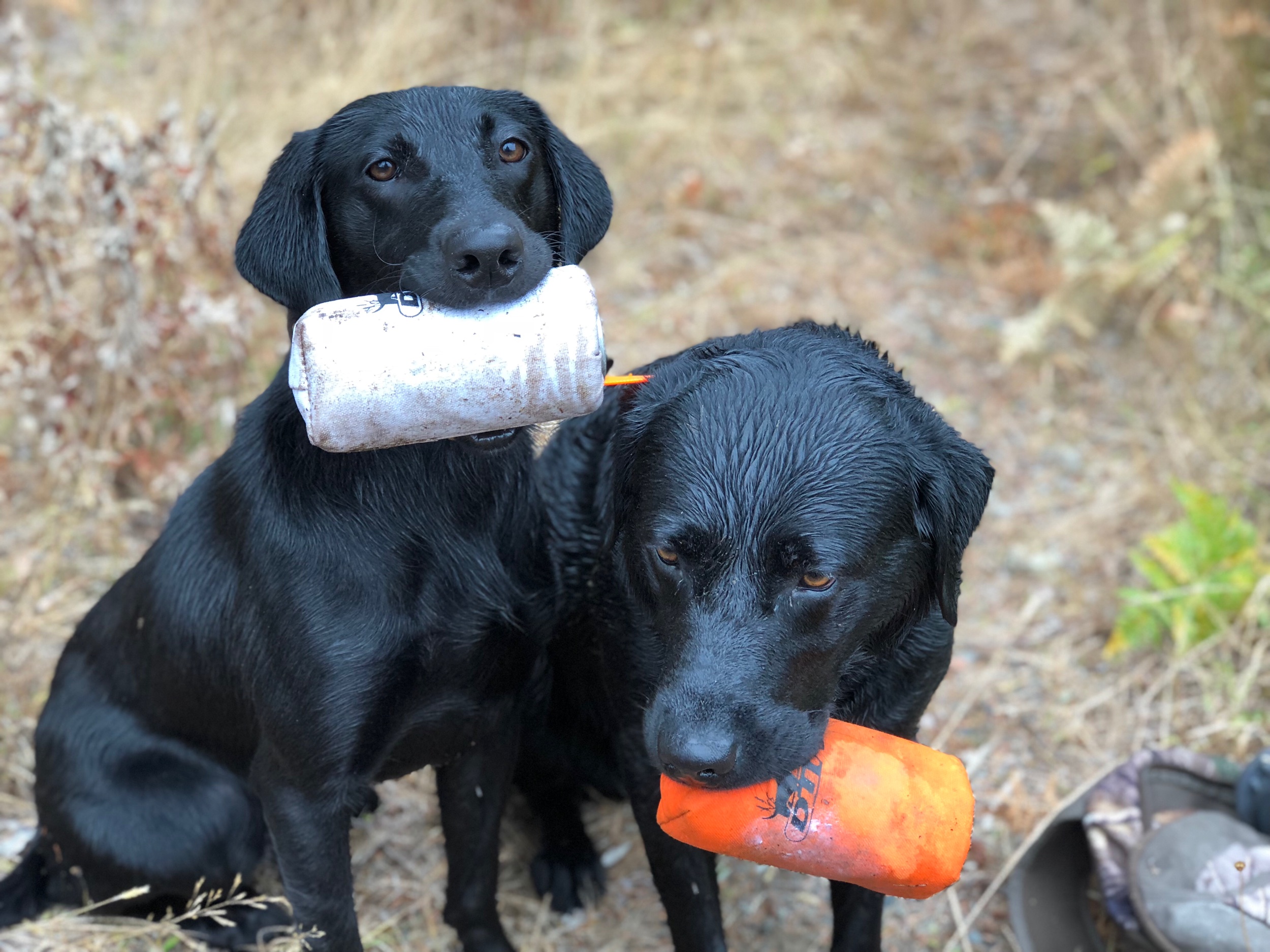 Tia and Tanker after a training session in Western Washington.