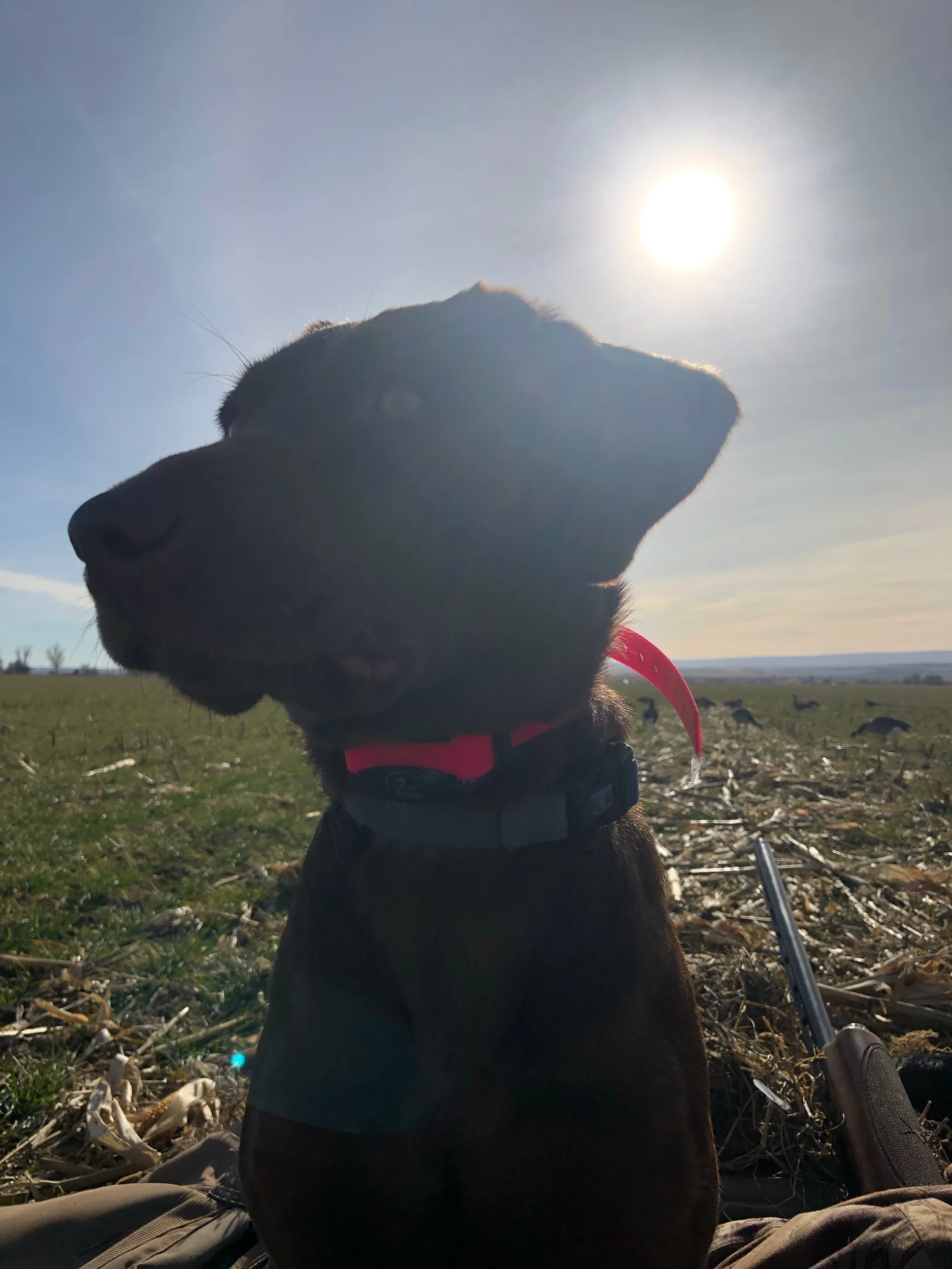 Twist spending some time in the goose blind with me.