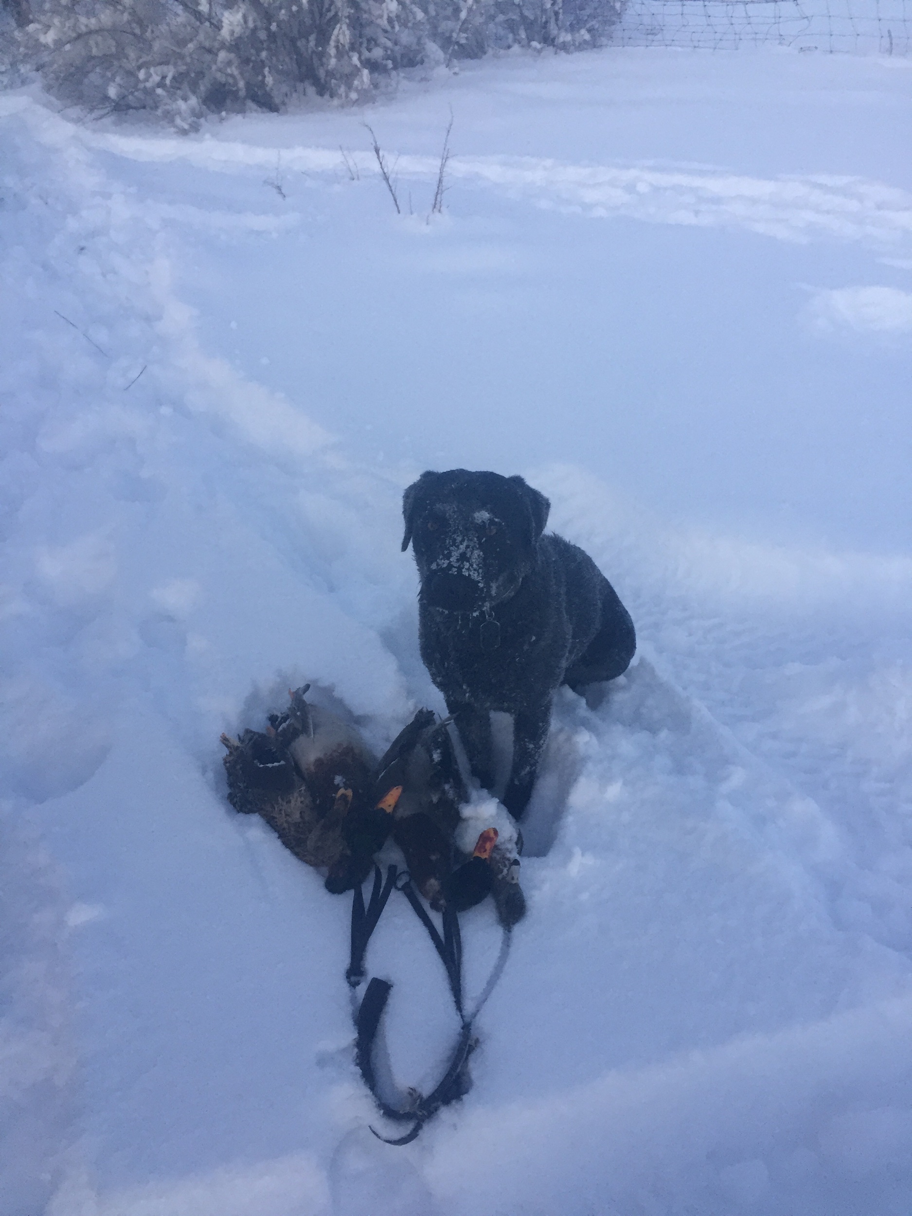 The winter of 2016/2017 was a pretty harsh one here in Idaho, but that didn’t do much to dissuade Tanker from doing what he loves!