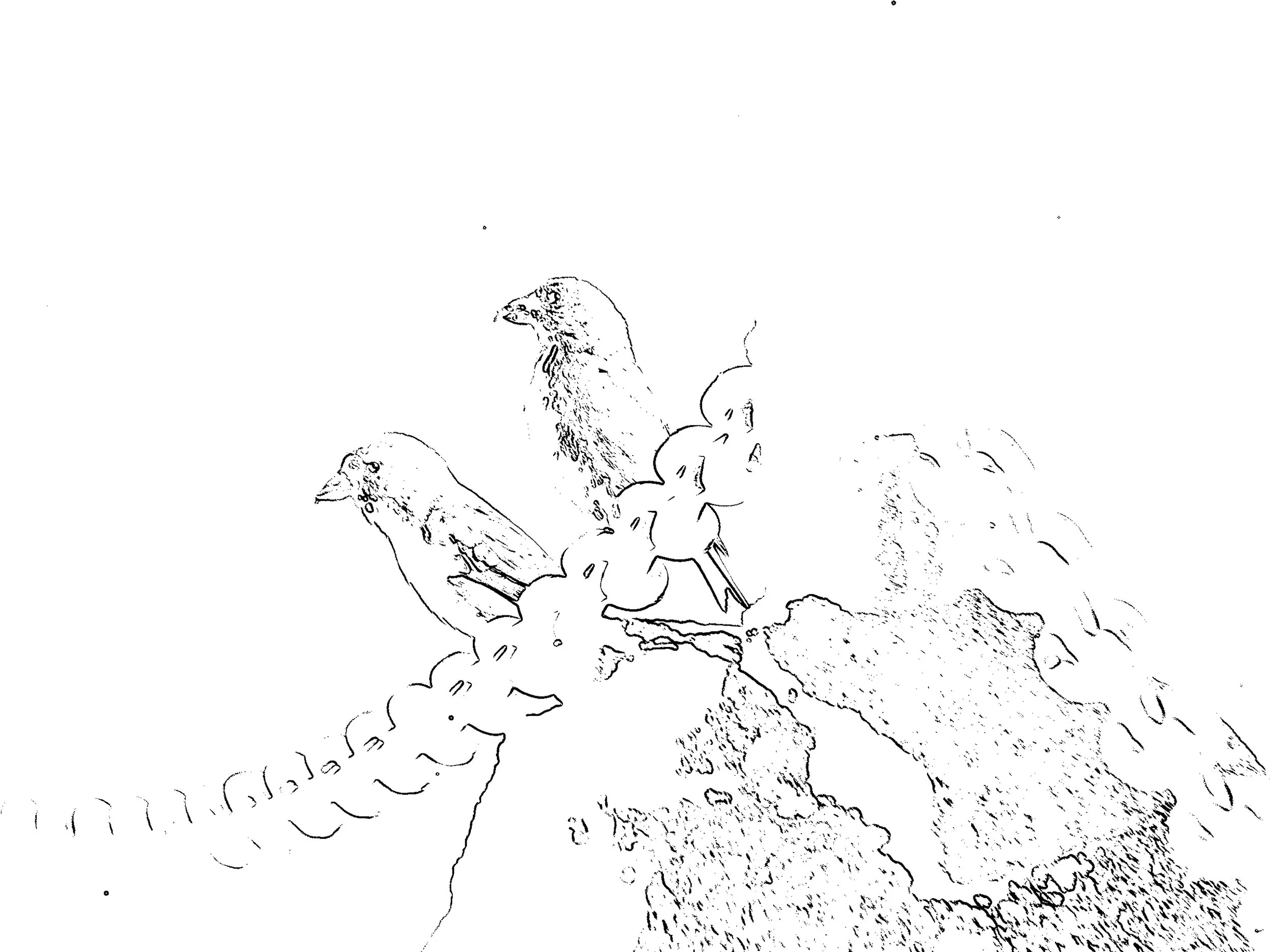 Crossbills, McKenzie Pass