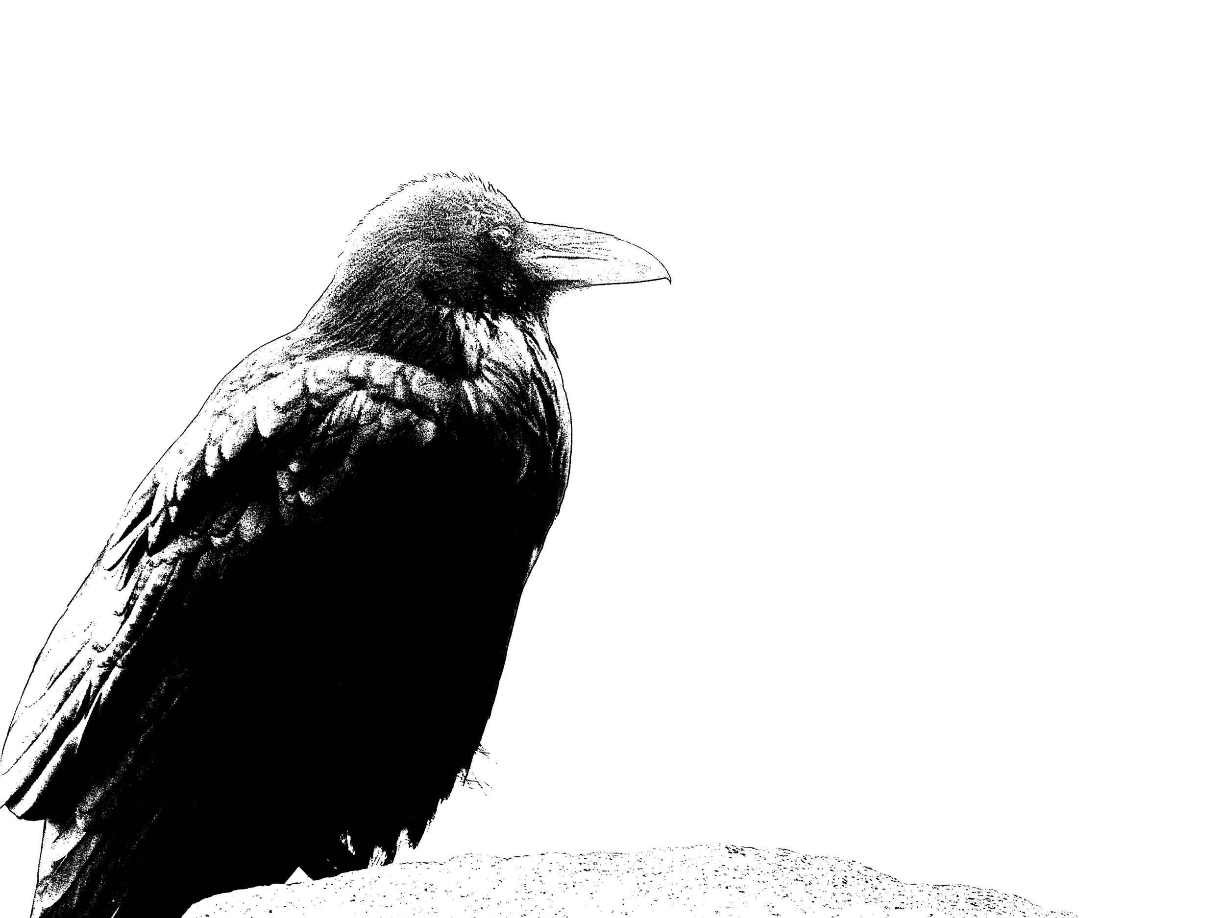 Raven 1