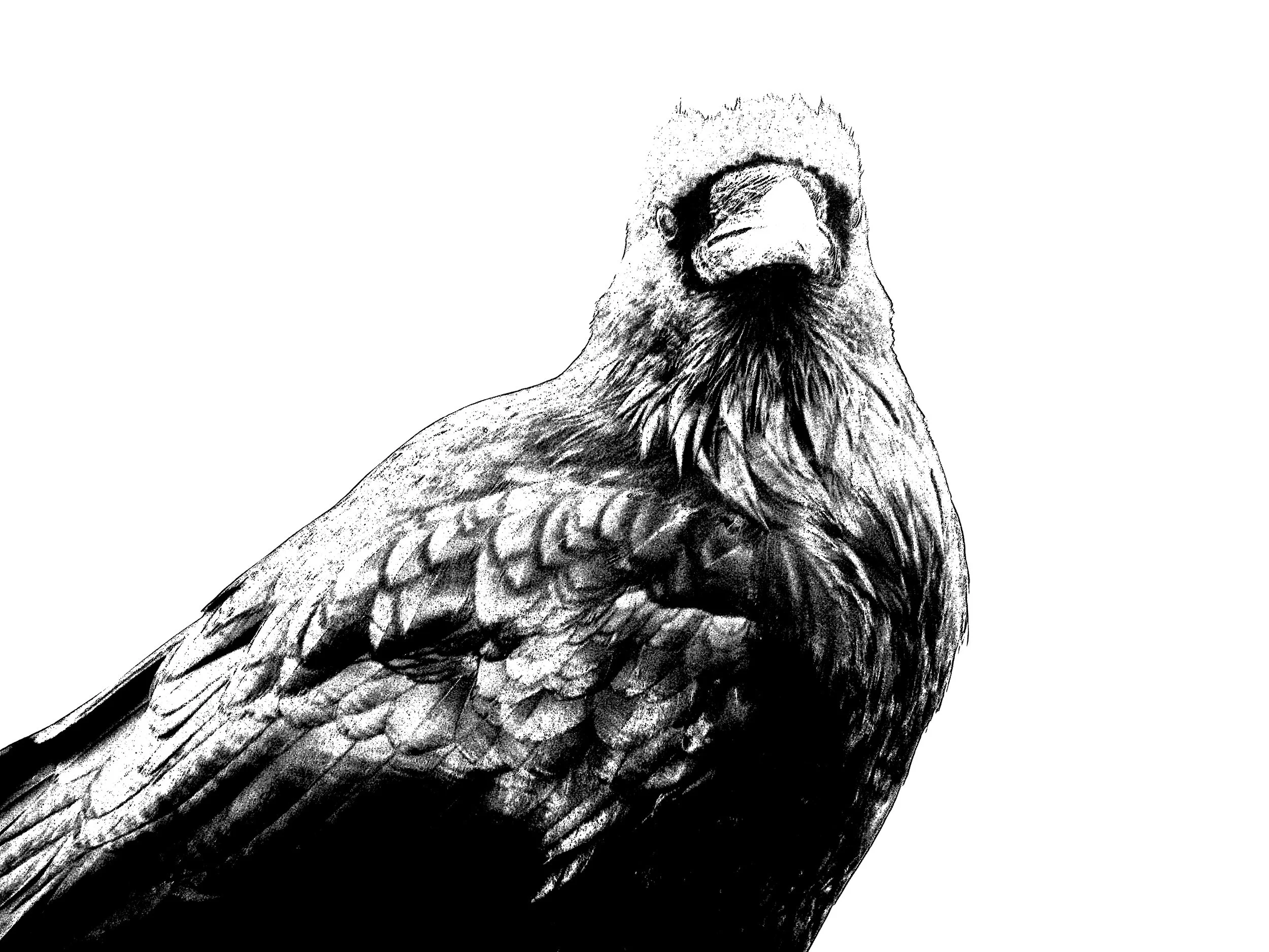 Raven 2