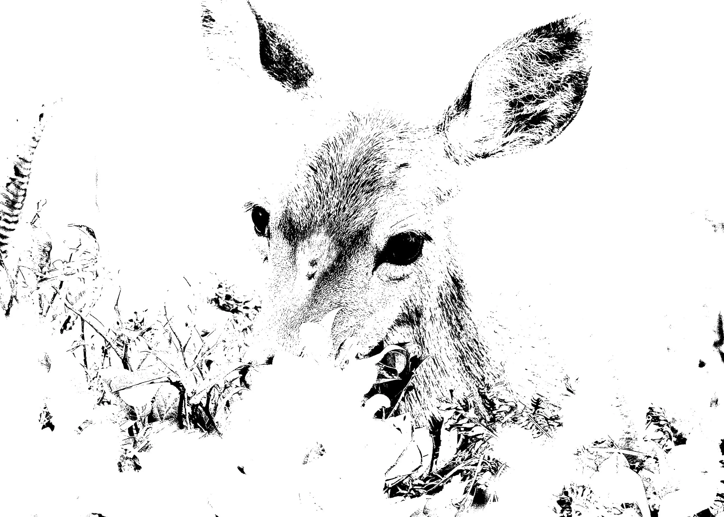 Deer 1
