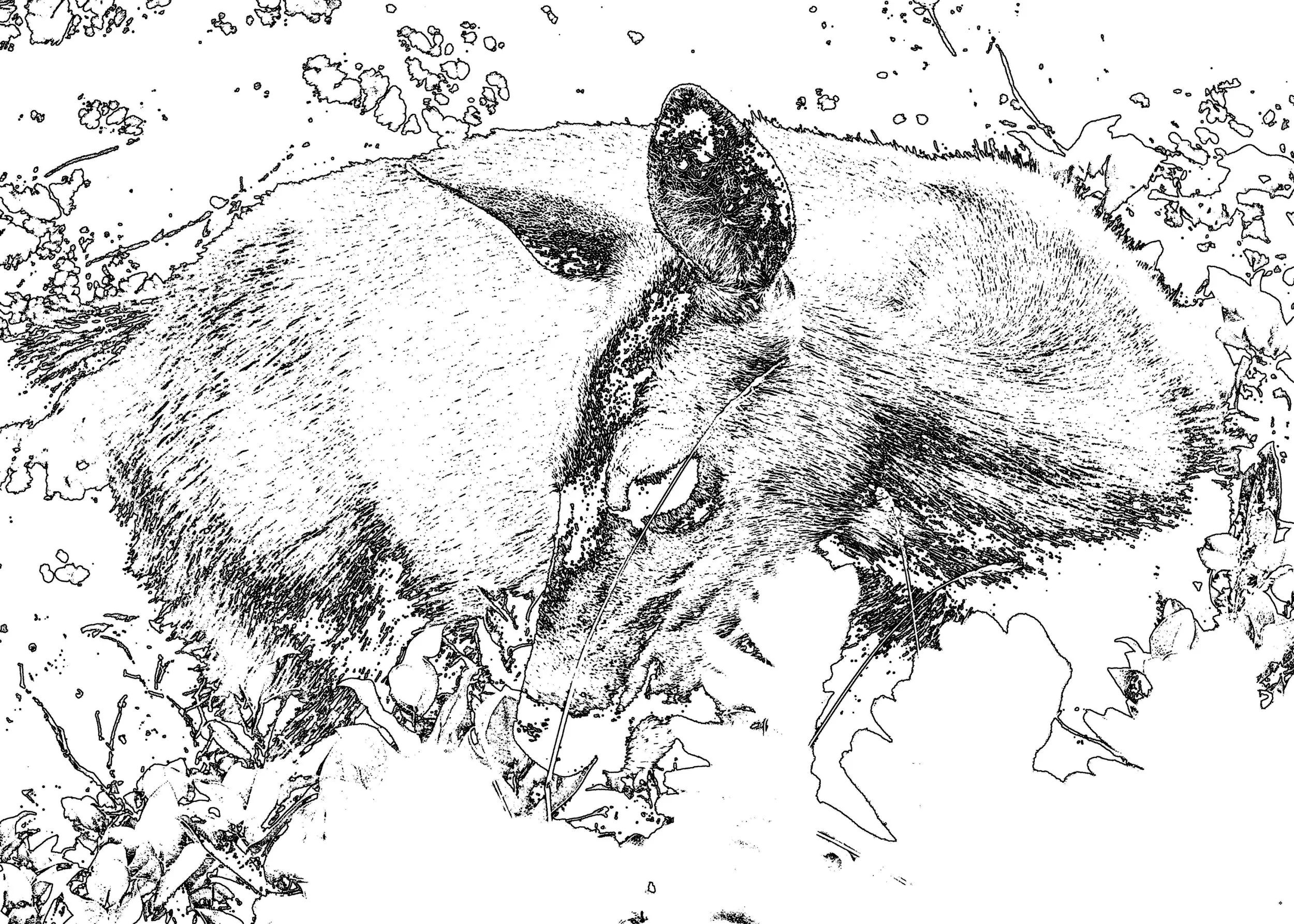 Deer 2