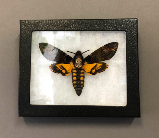 Death's Head Moth Pinning Class