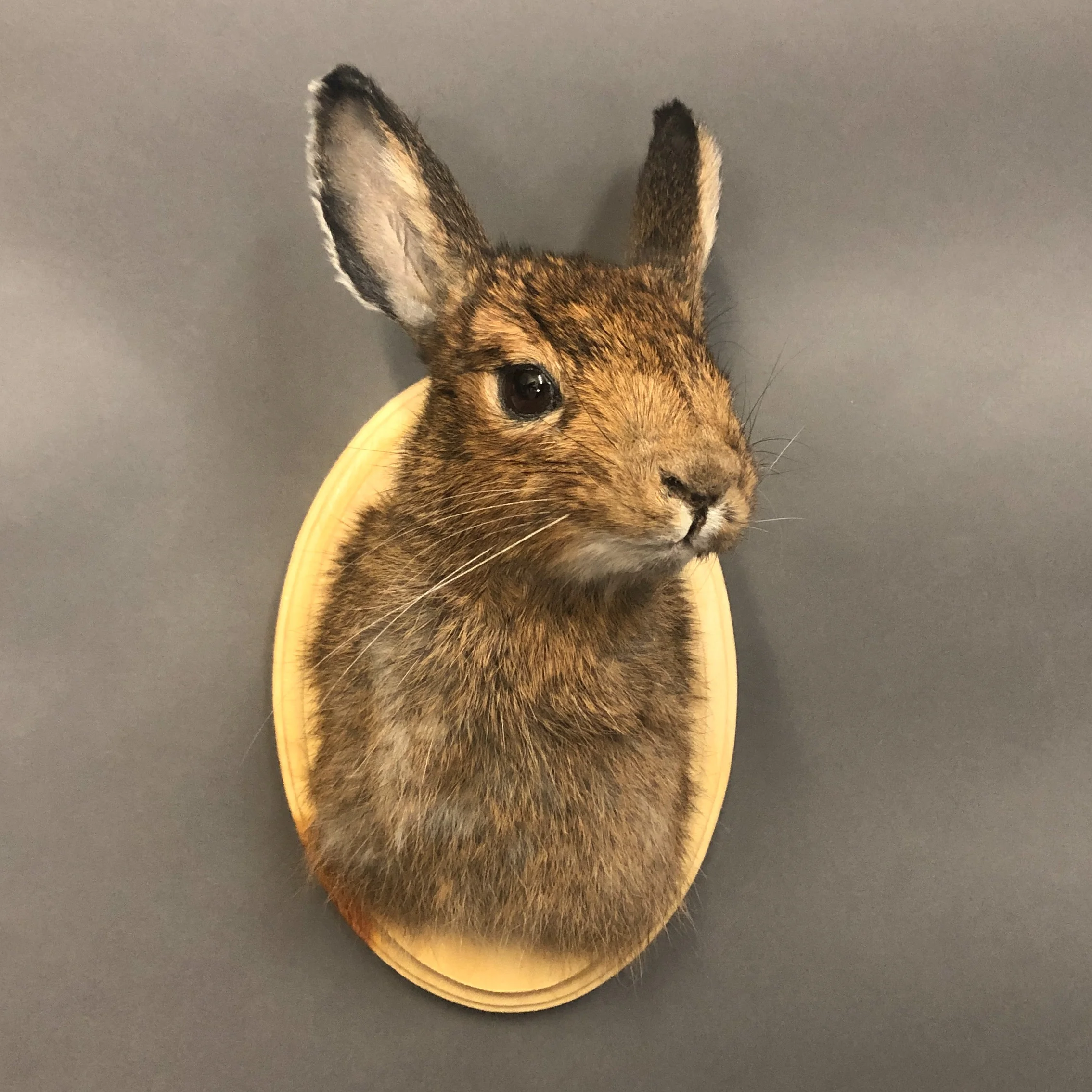 Rabbit / Jackalope Taxidermy Class