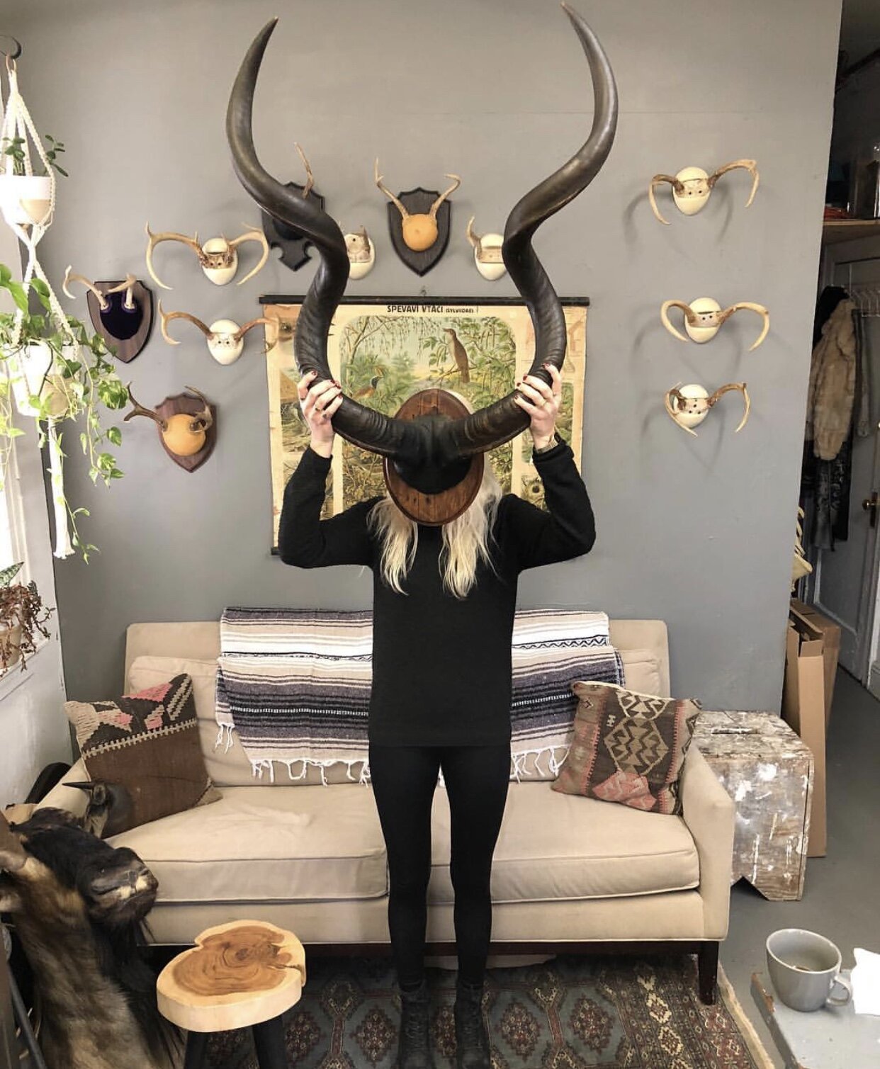 Kudu horns.jpg