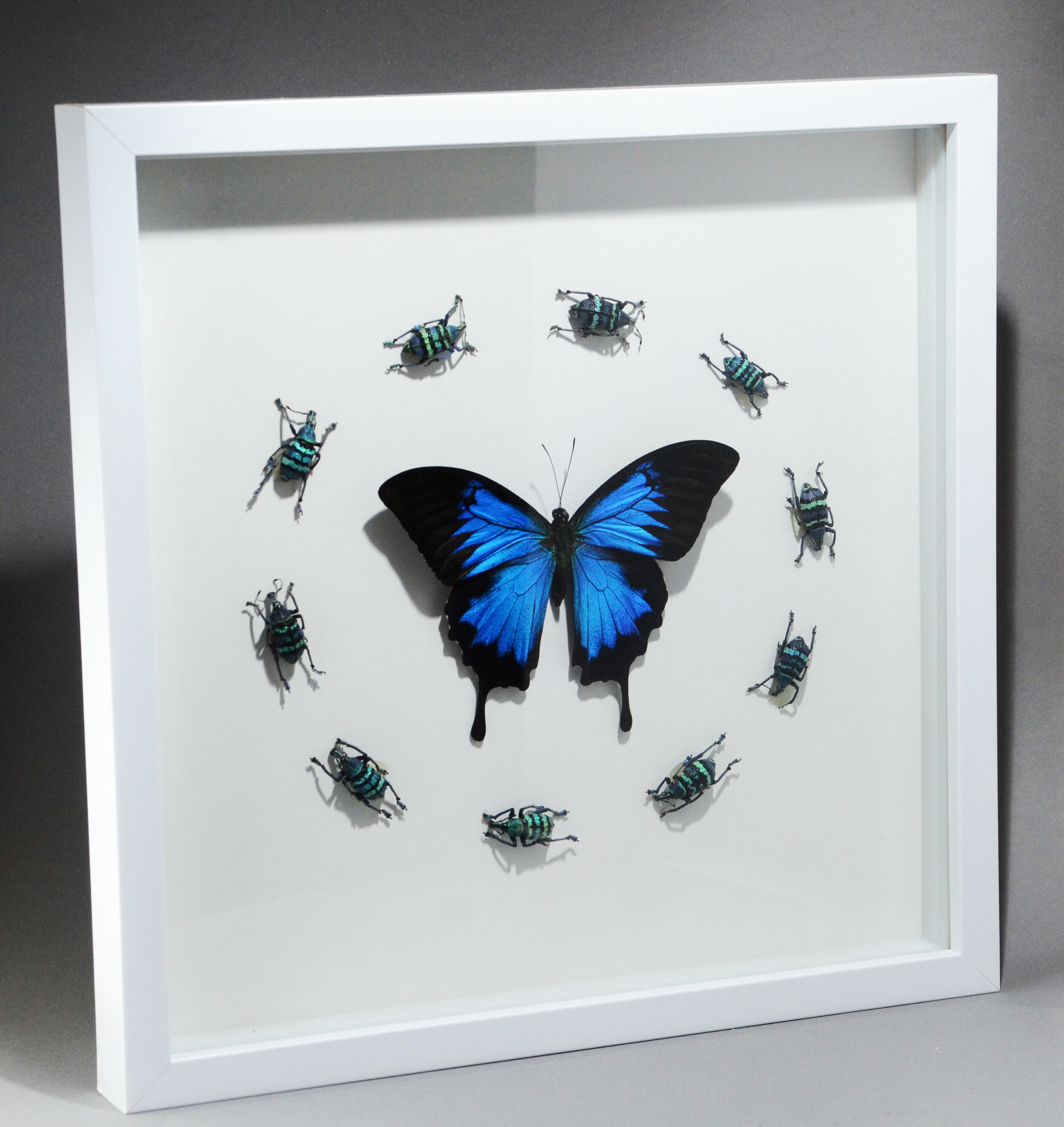 butterfly and 10 beetles in frame.jpg