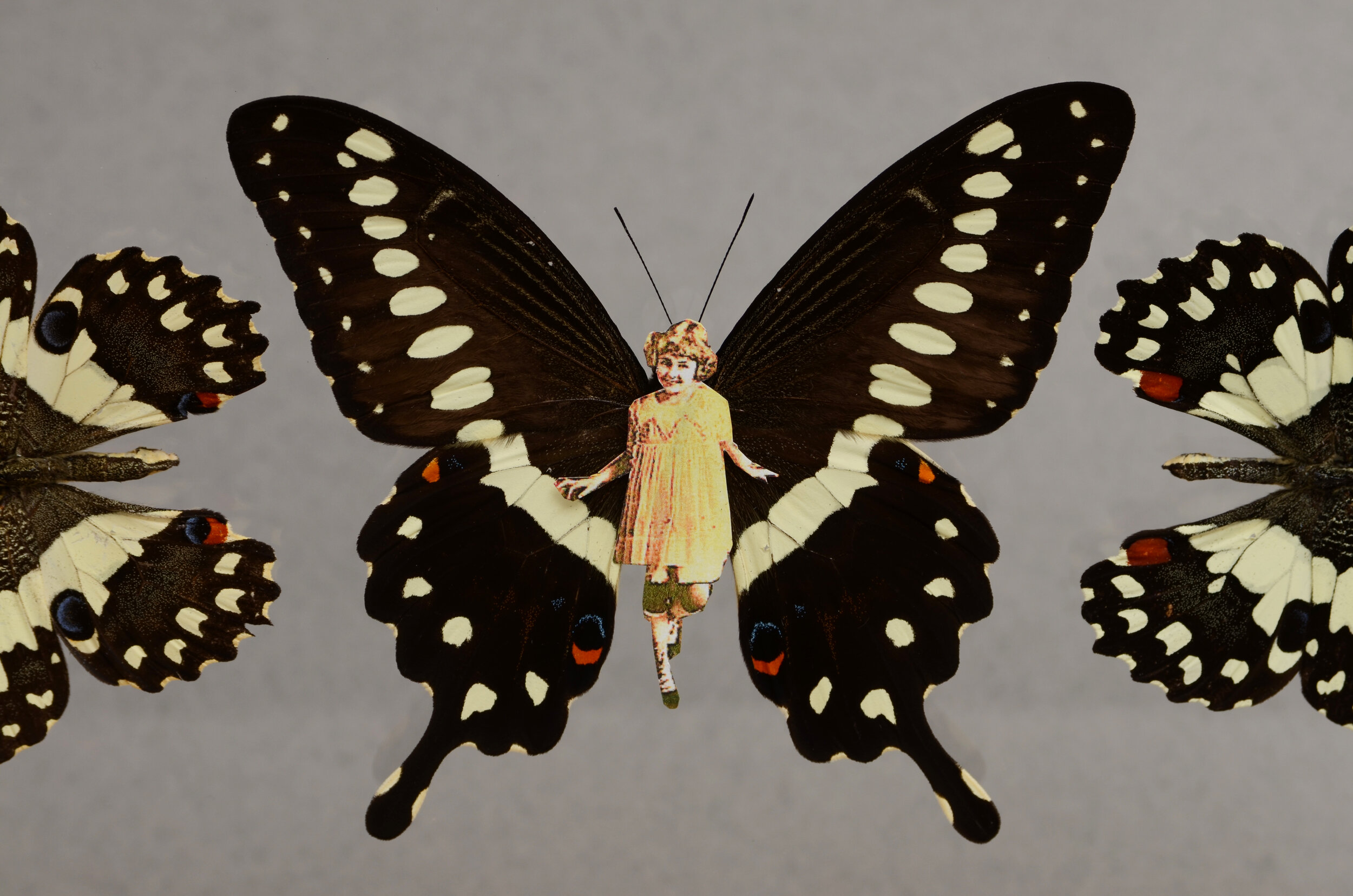 Darger butterflies2 .jpg