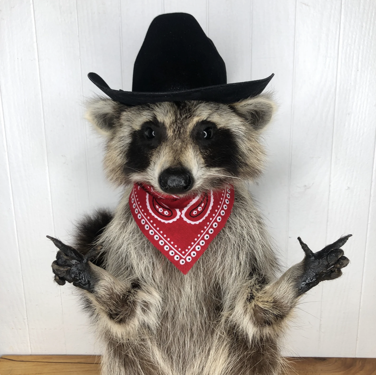 Raccoon cowboy 2.png