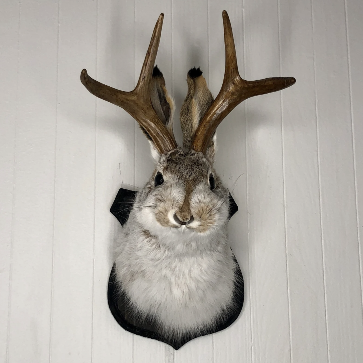 black jackalope 1.png