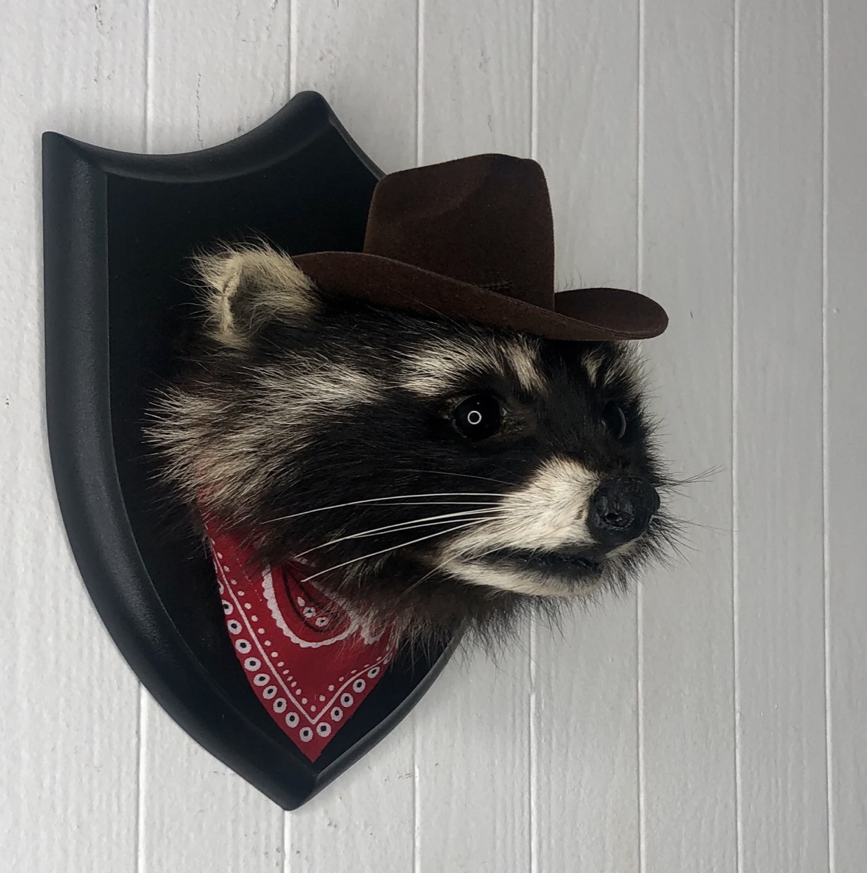 Raccon cowboy head neck shoulder.png