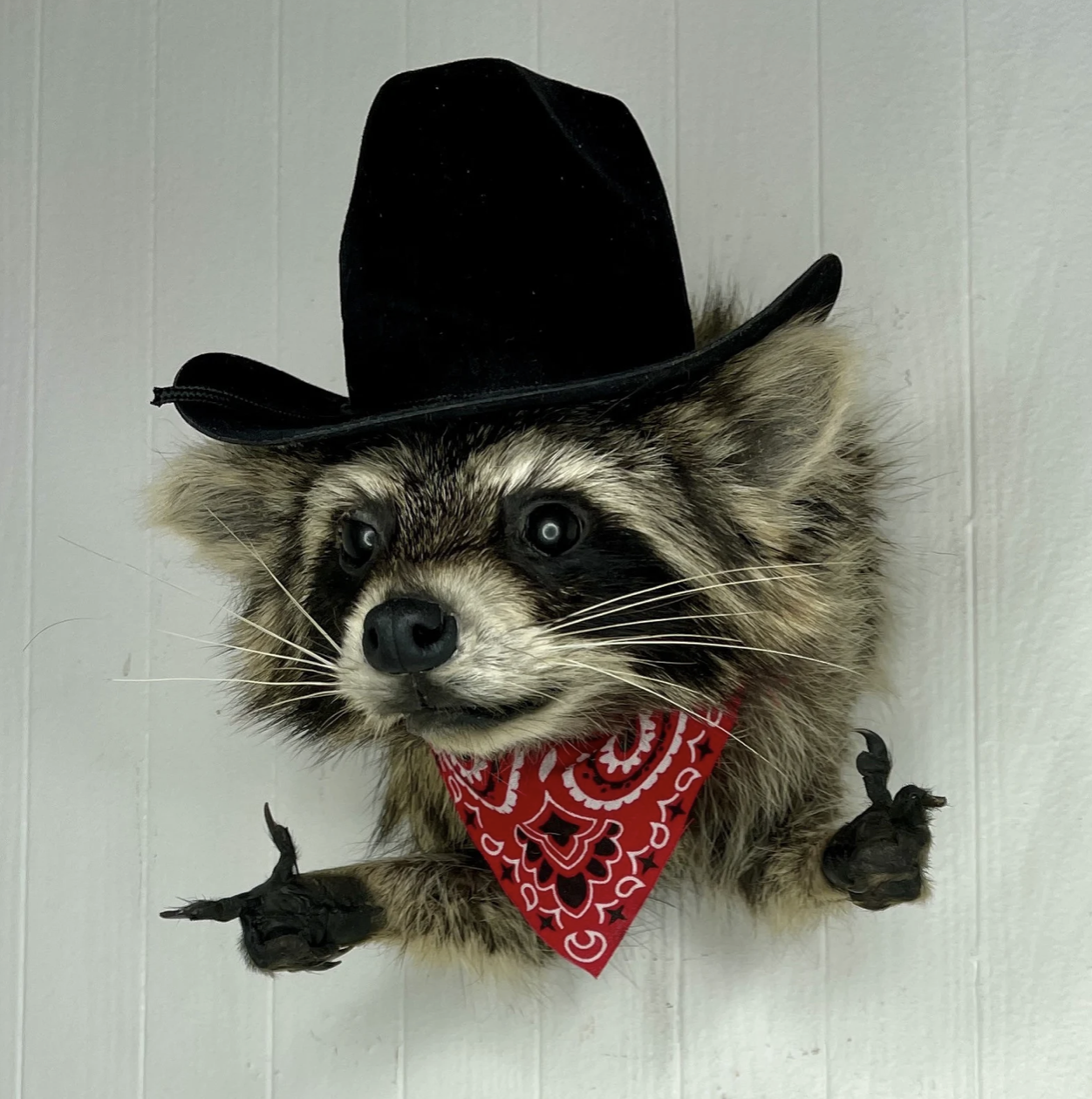 Raccoon cowboy half .png