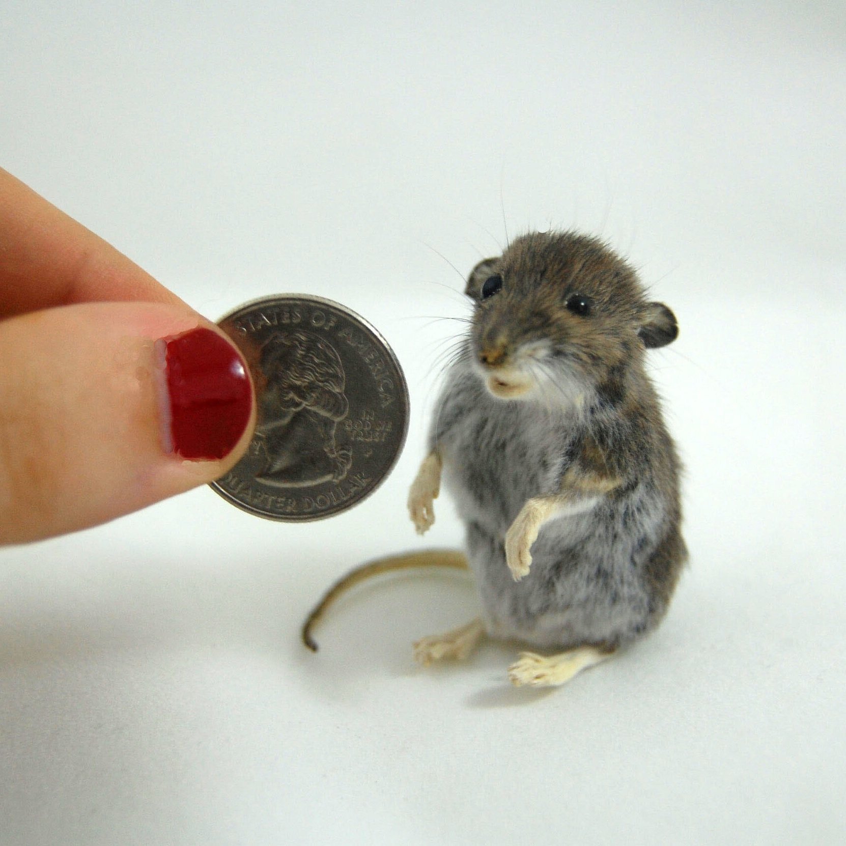 baby-mouse-taxidermy+copy.jpg