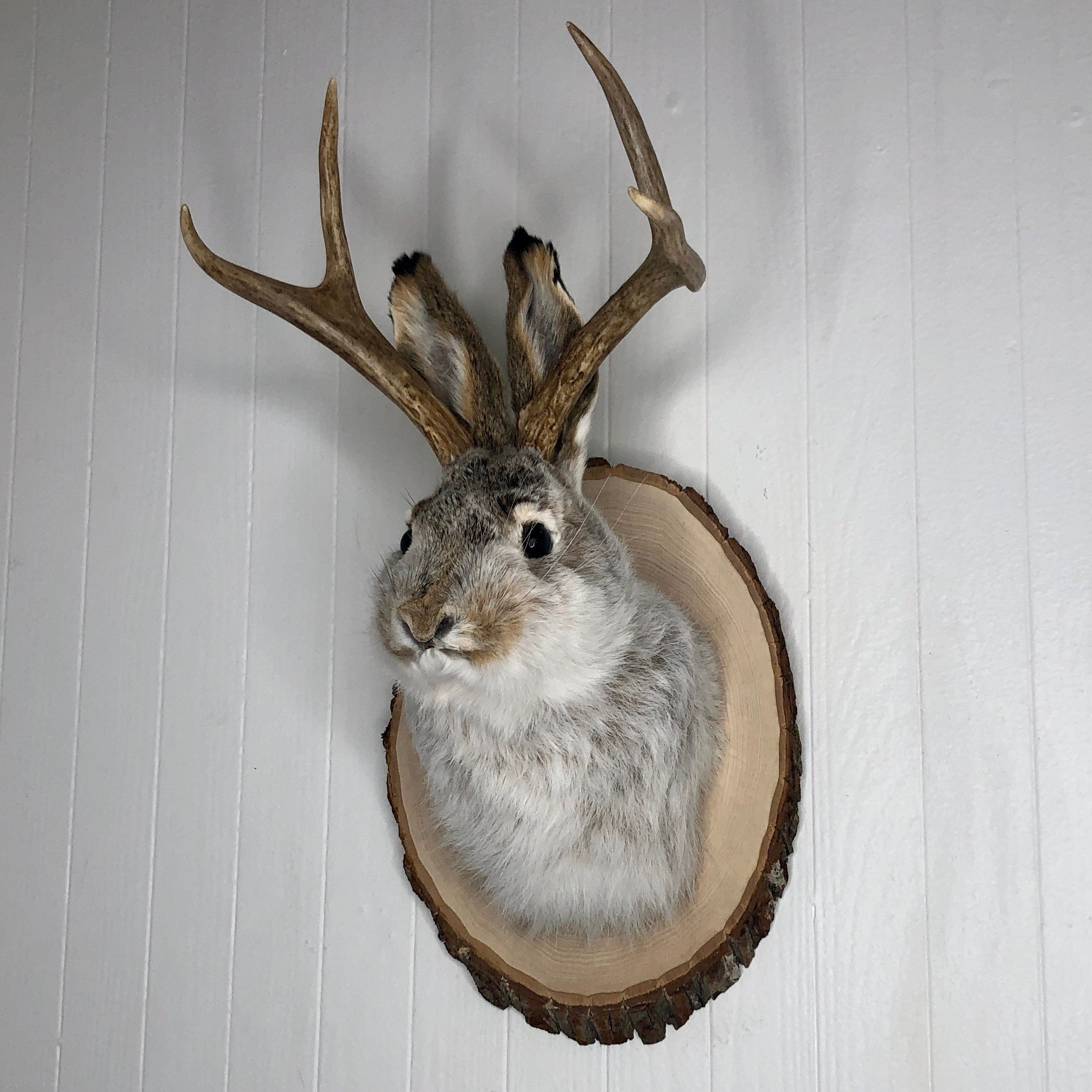 https://i.etsystatic.com/7422640/r/il/22e143/2998264824/il_fullxfull.2998264824_oh2y.jpg