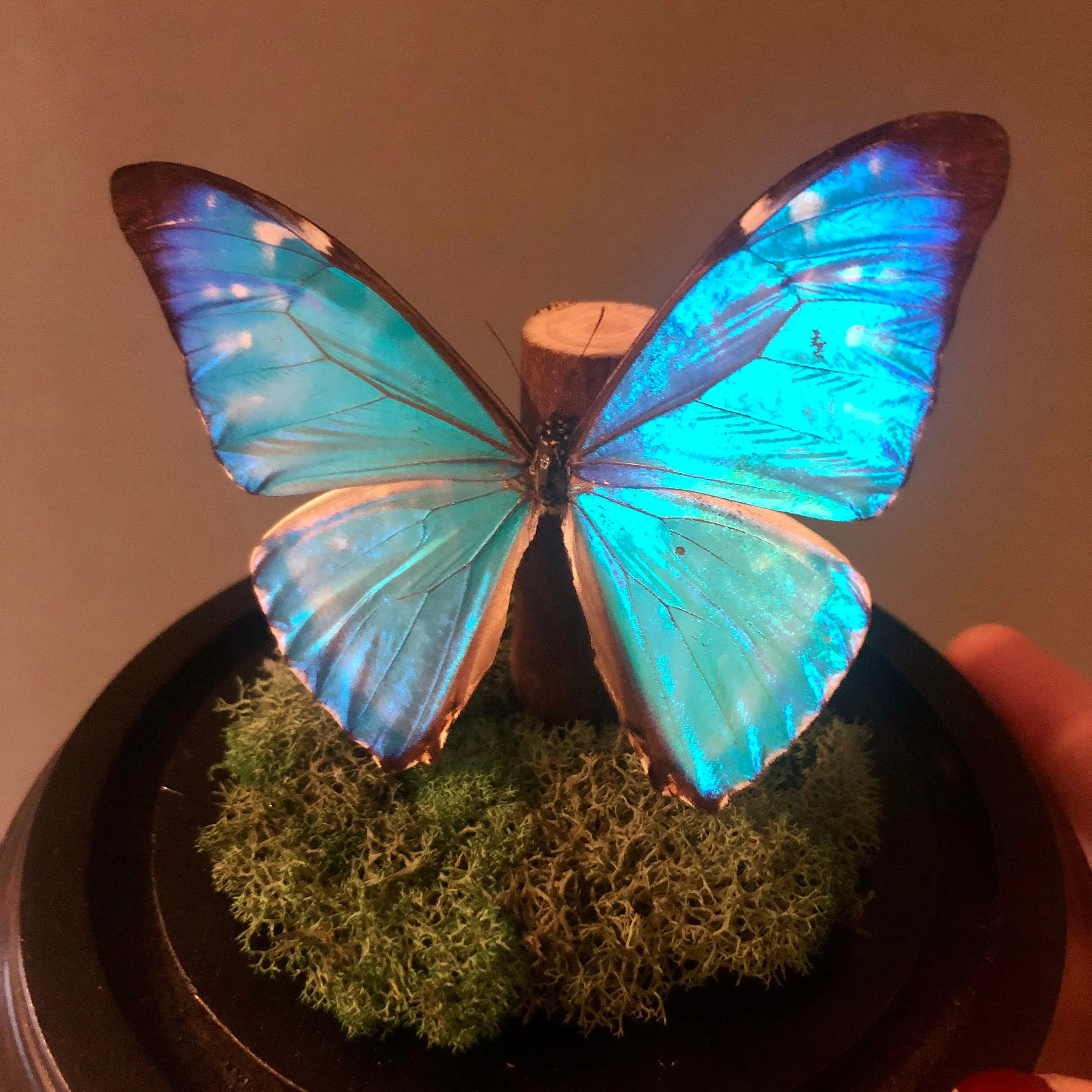 https://i.etsystatic.com/7422640/r/il/baa17a/3839503138/il_fullxfull.3839503138_tej6.jpg
