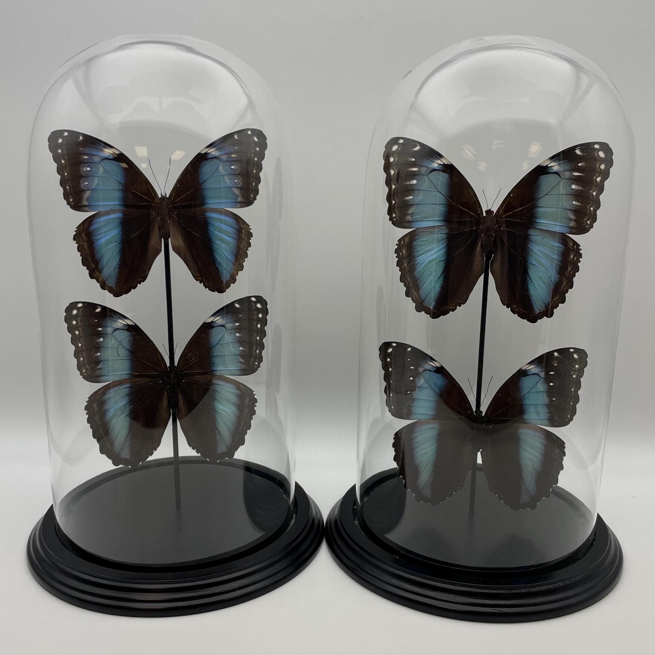 https://i.etsystatic.com/7422640/r/il/c7f8f5/6851004736/il_fullxfull.6851004736_kcrd.jpg