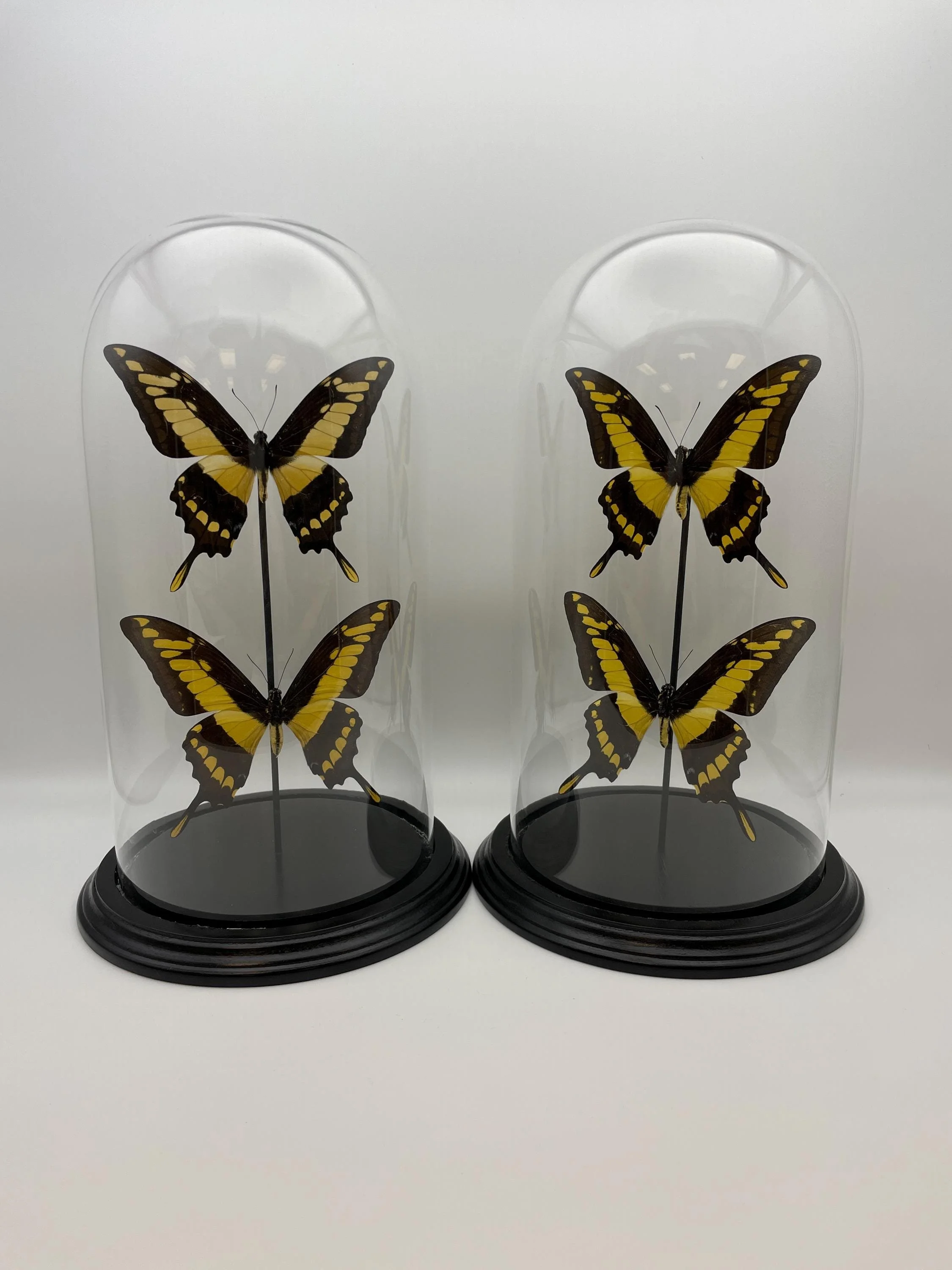 https://i.etsystatic.com/7422640/r/il/6f2bf2/6898973113/il_fullxfull.6898973113_reot.jpg
