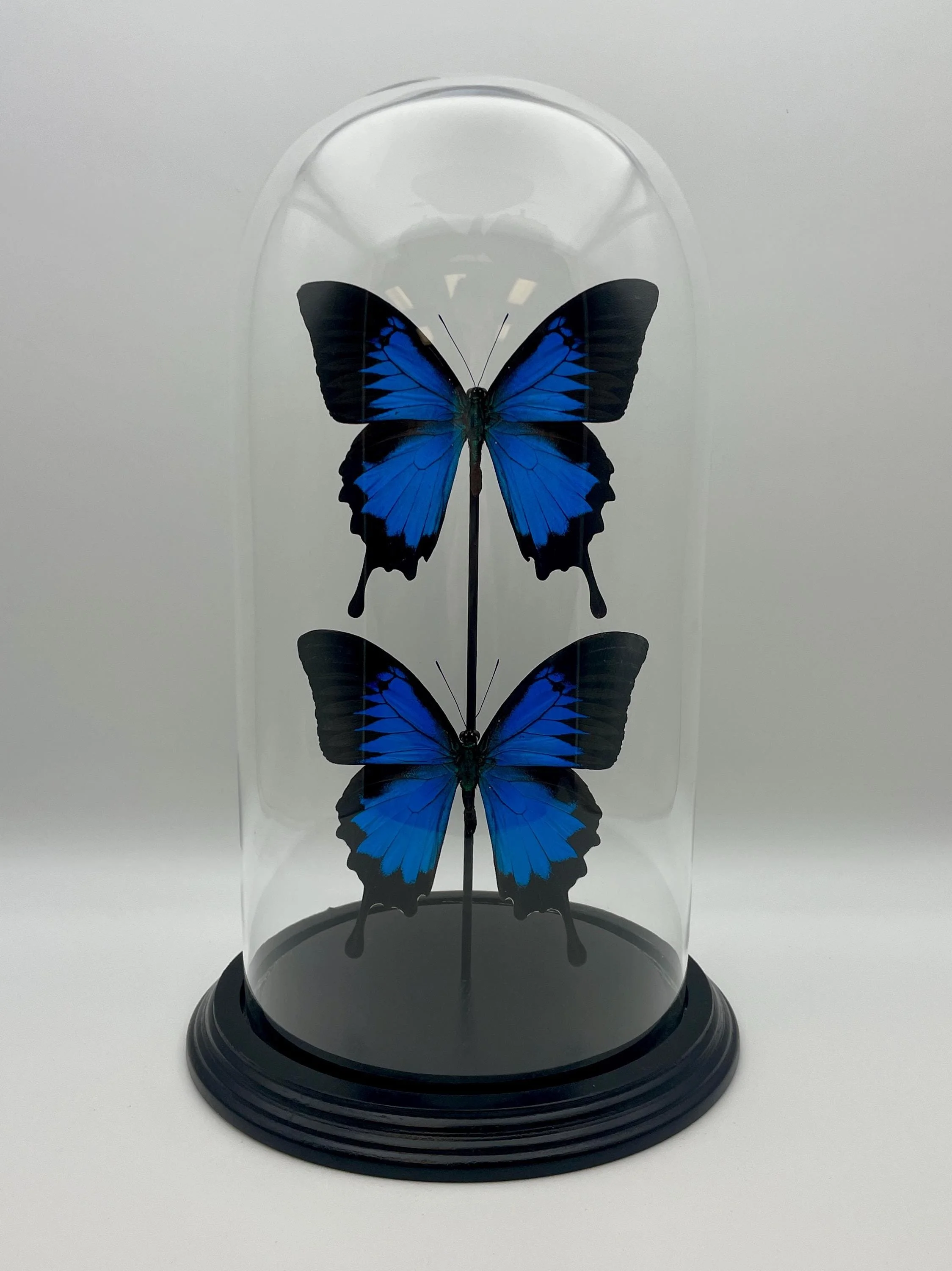 https://i.etsystatic.com/7422640/r/il/e622ab/6851015702/il_fullxfull.6851015702_81wb.jpg