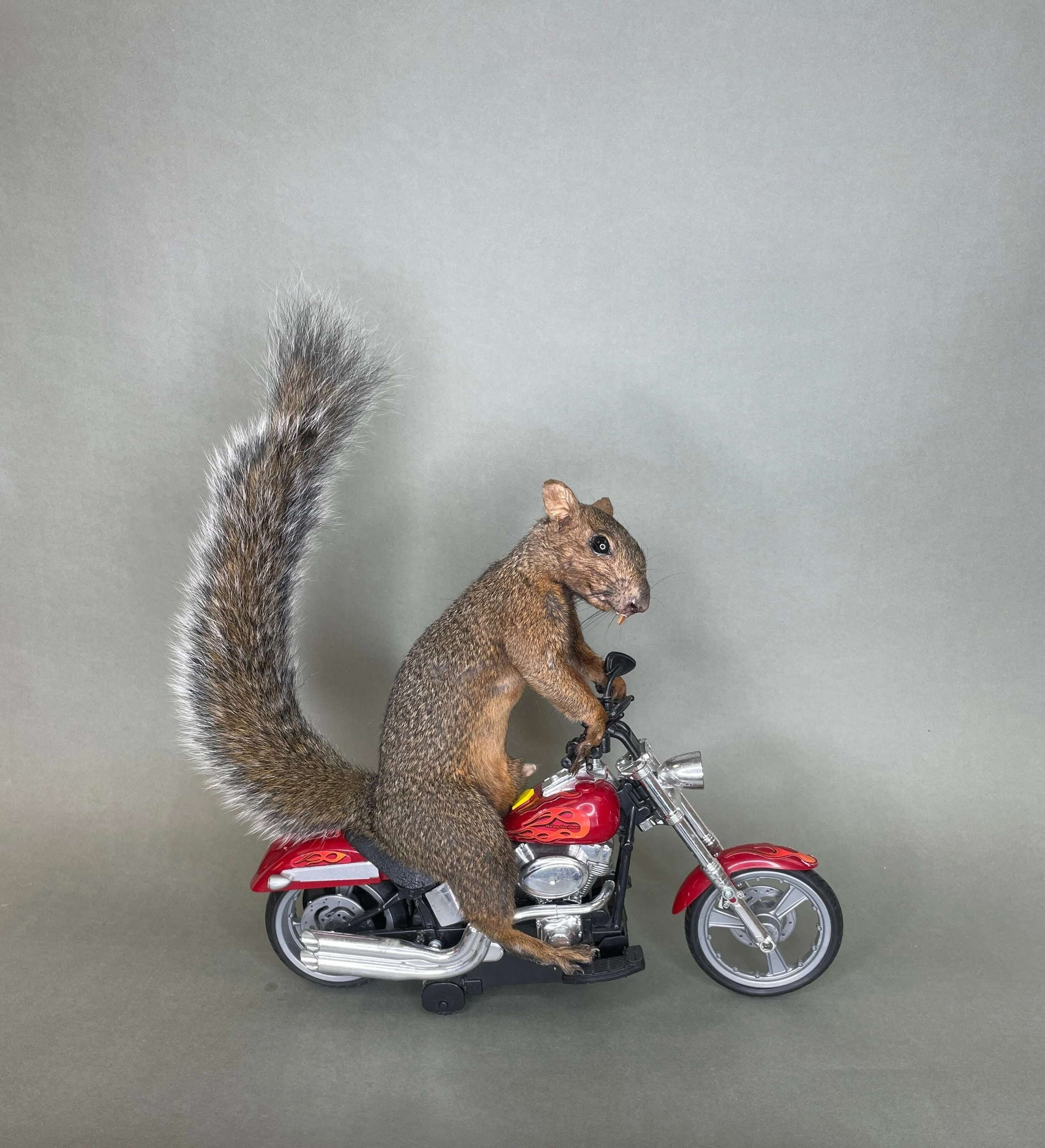 https://i.etsystatic.com/7422640/r/il/8b7f4c/4127255151/il_fullxfull.4127255151_19zs.jpg